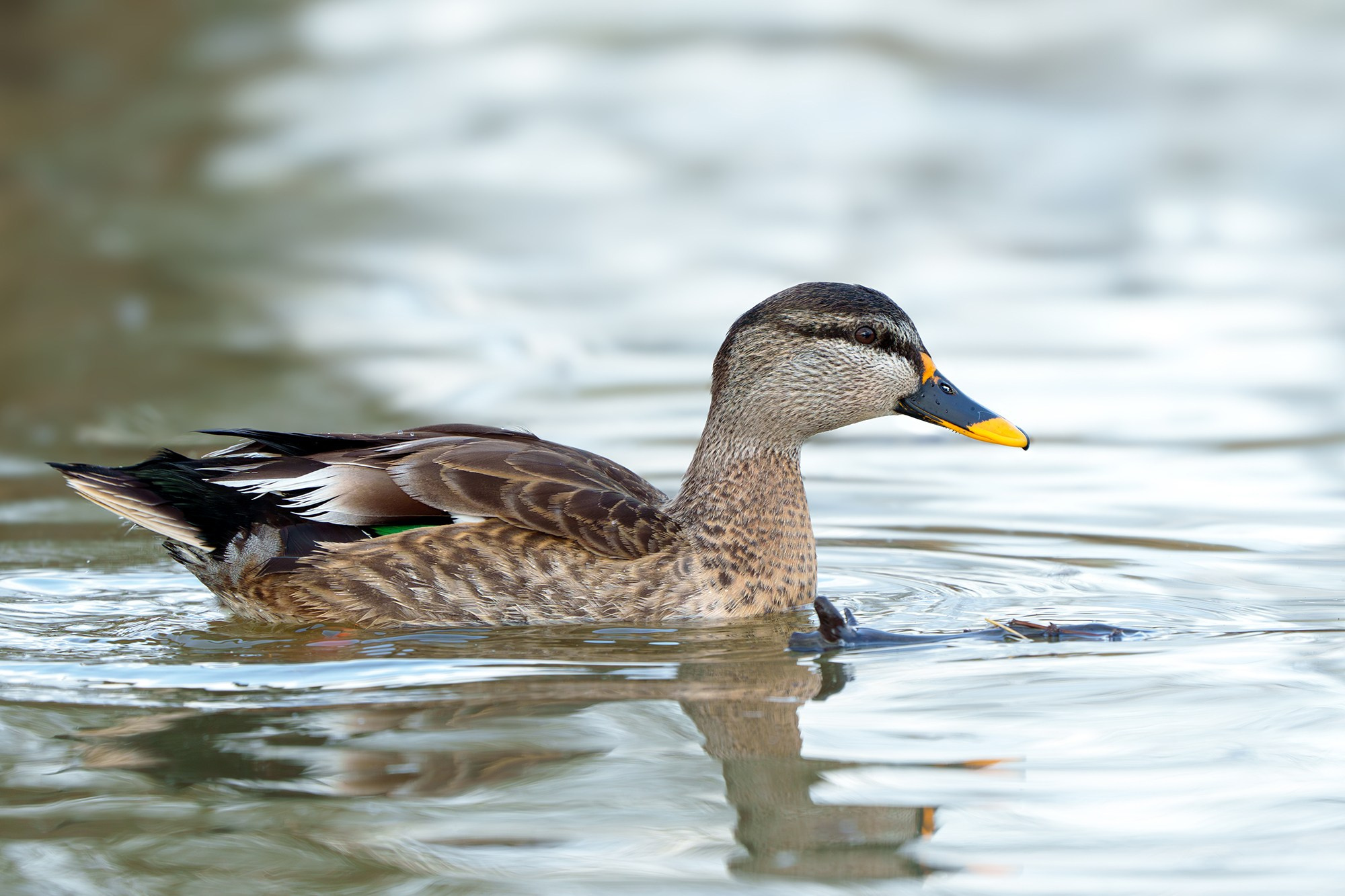 Удивительные мир птиц. Вокруг нас столько прекрасного — присмотритесь!. Ваш личный фотограф Марина Волкова