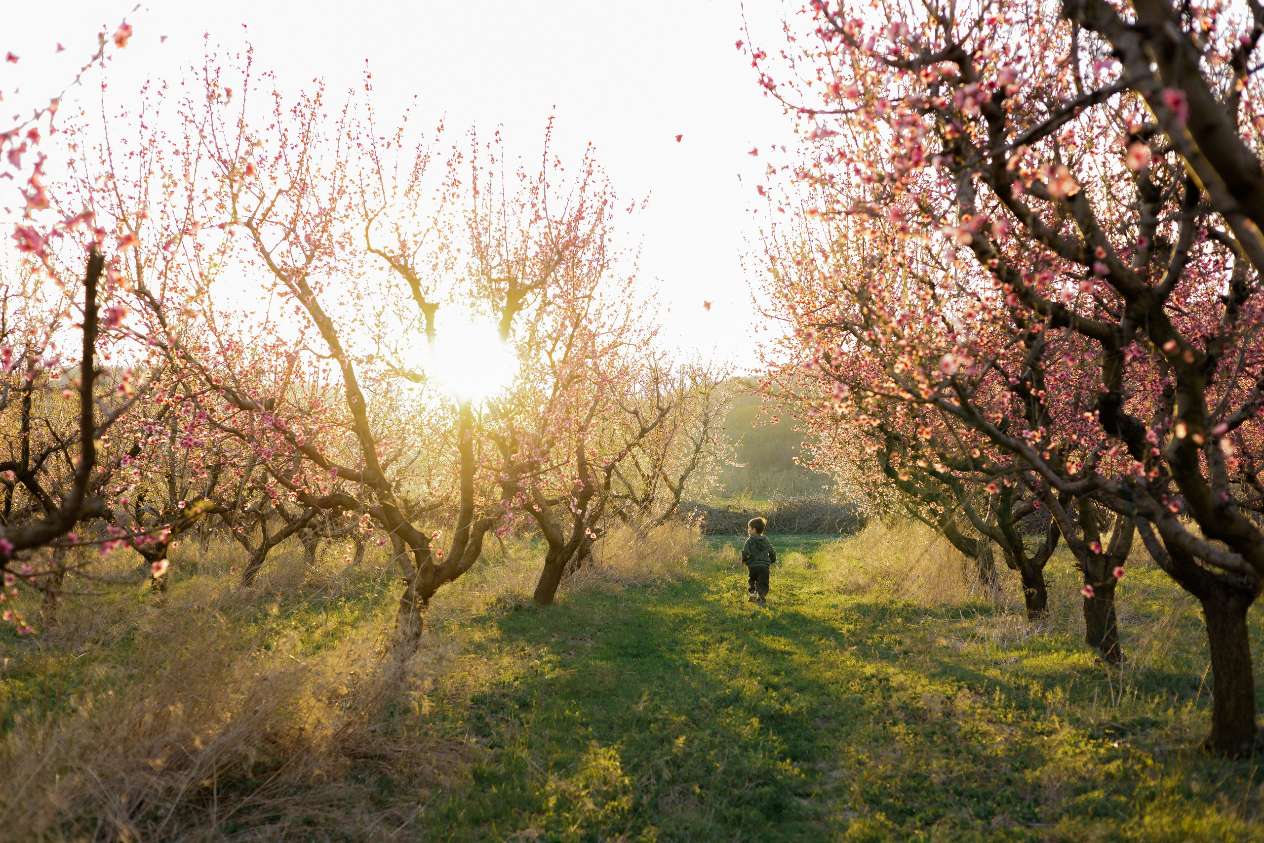 Закат в персиковом саду