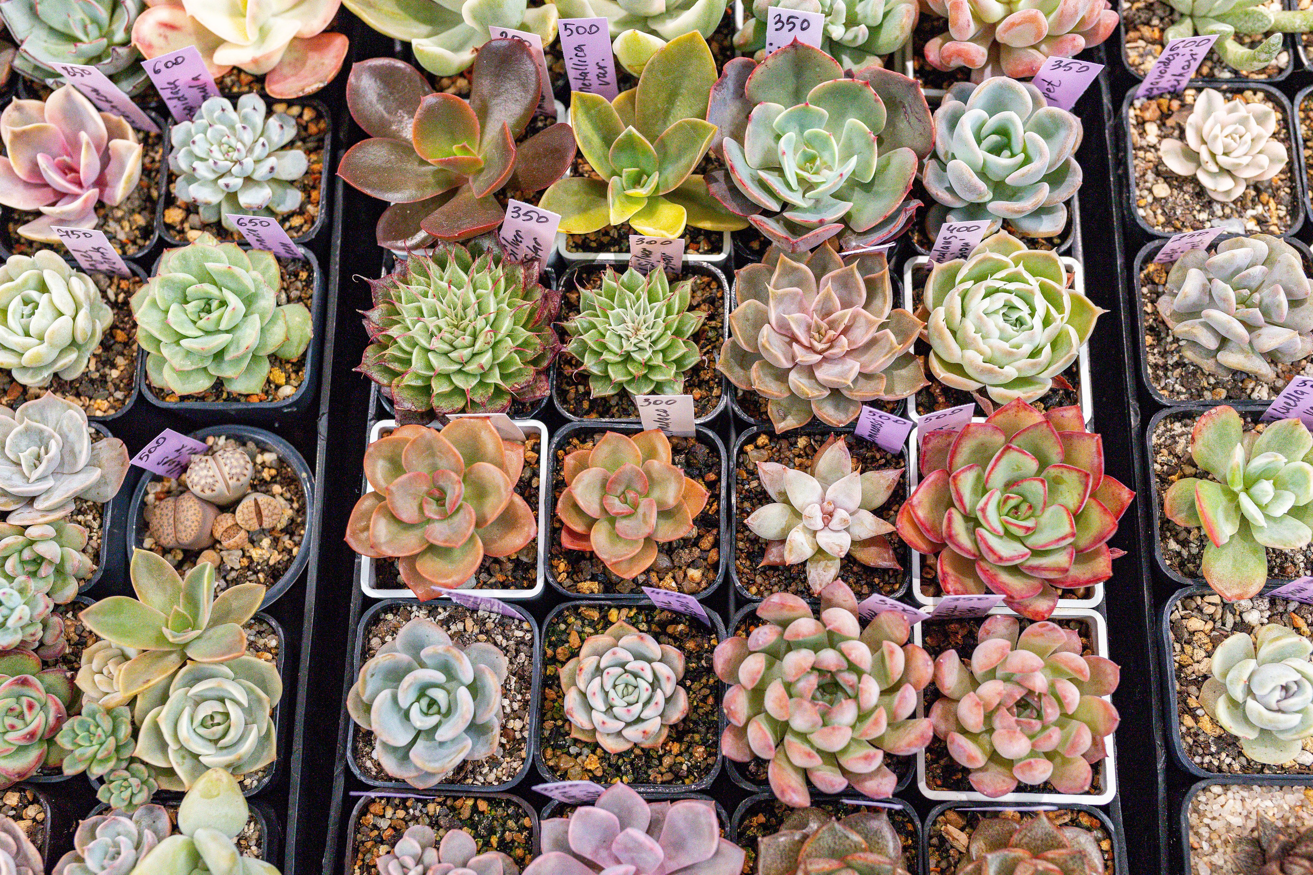 Green rare июнь 2025. Александра Куликова фотограф, Москва