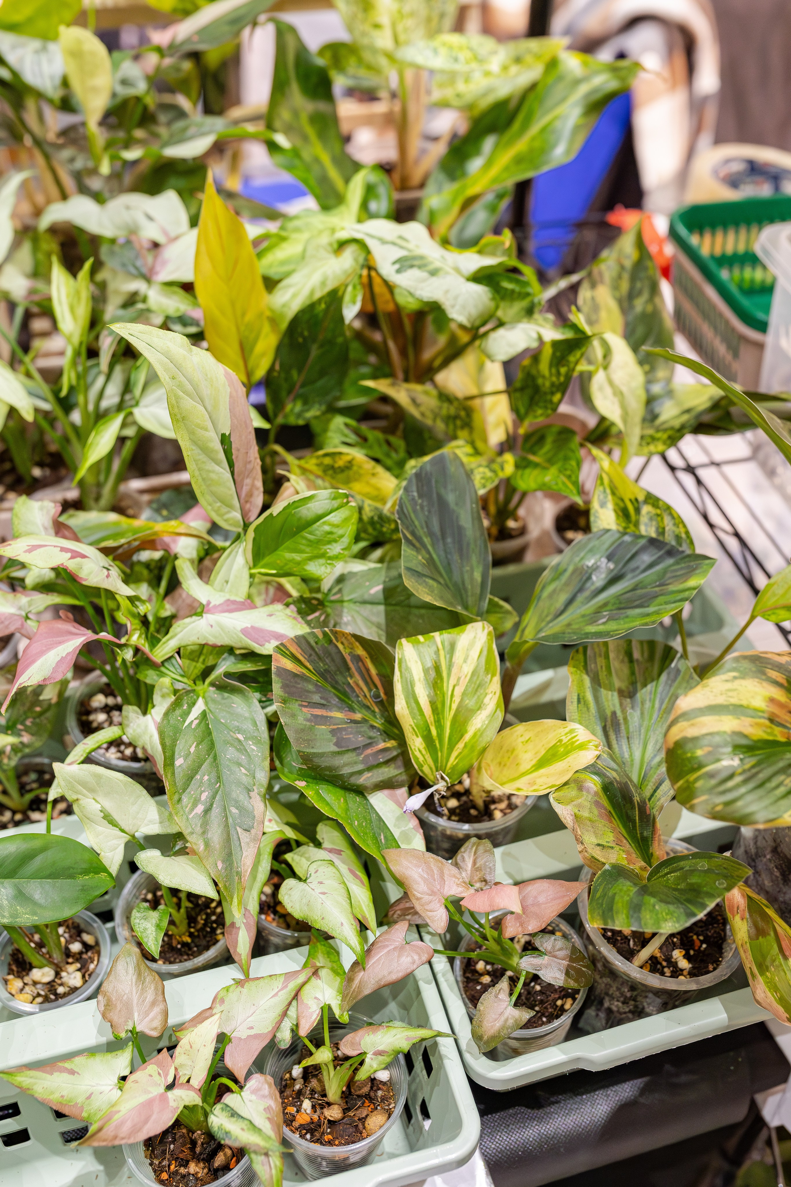 Монстериум апрель 2026. Александра Куликова фотограф, Москва