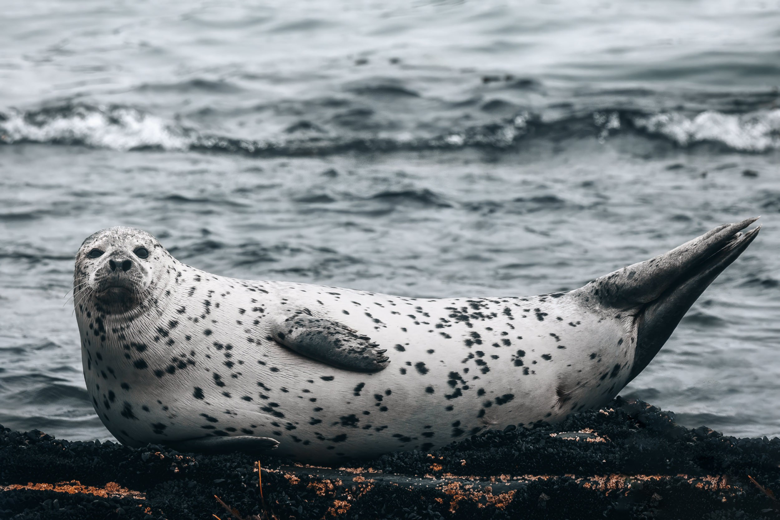 Дикая природа • Wildlife. Елена Ивановой • Профессиональный фотограф