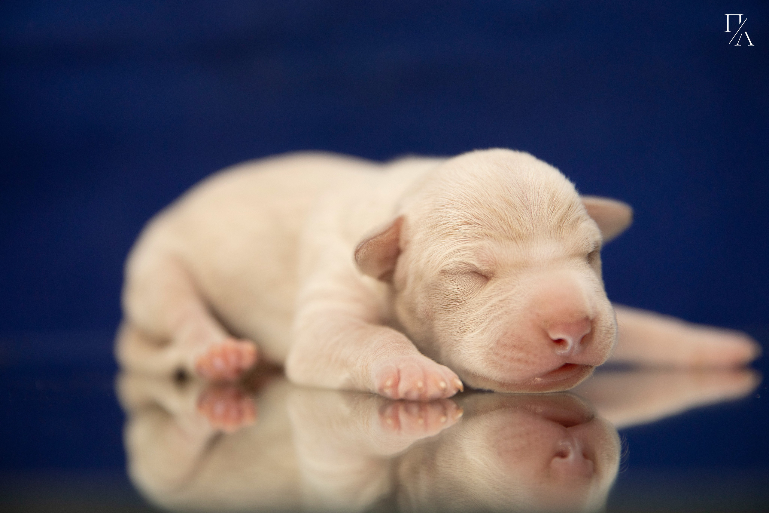 Фотосъёмки щенков. Фотограф-анималист Павлова Любовь