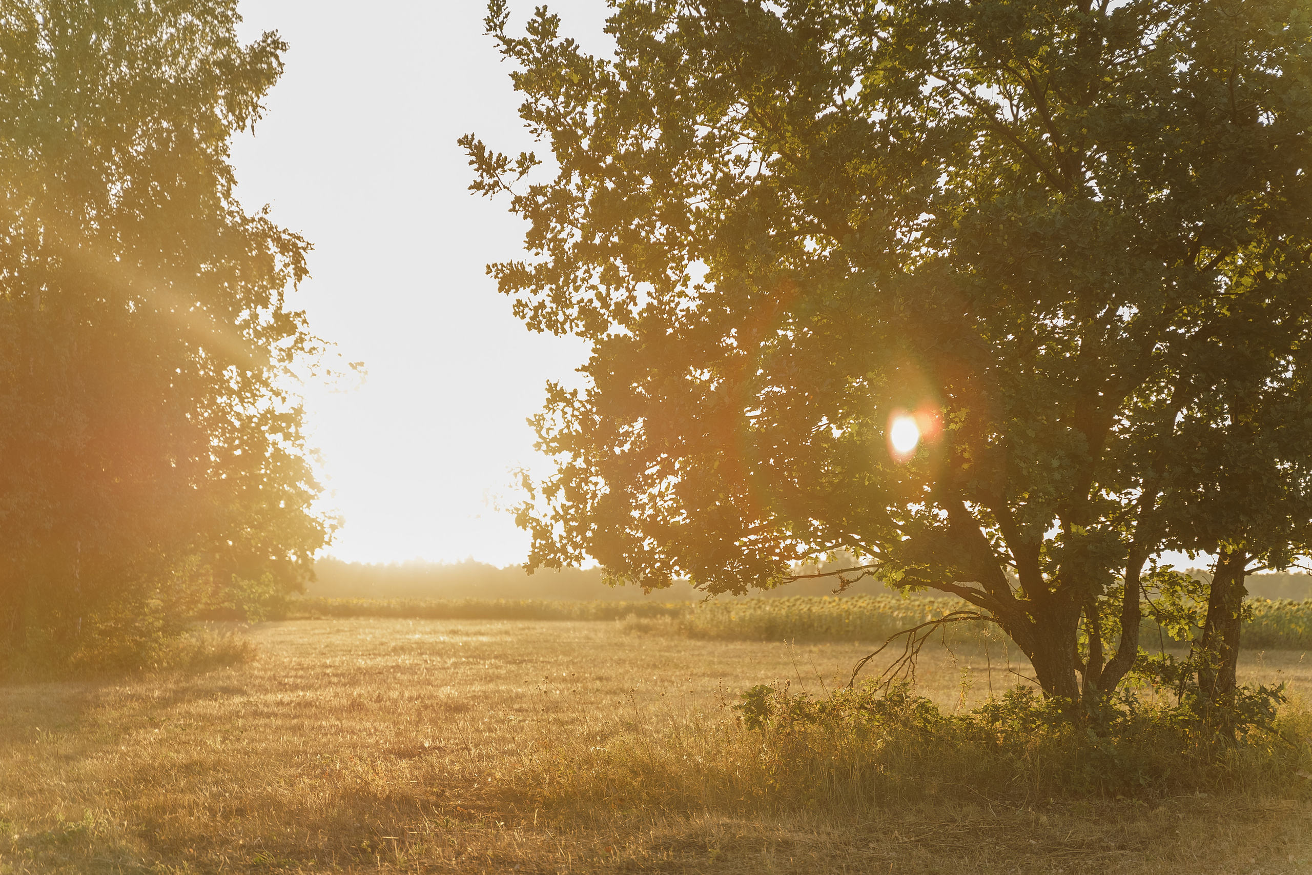 Разалина, Рустем, Рамина. Свадебный семейный фотограф Ксения Божко Уфа Раевка никах в Нарыстау