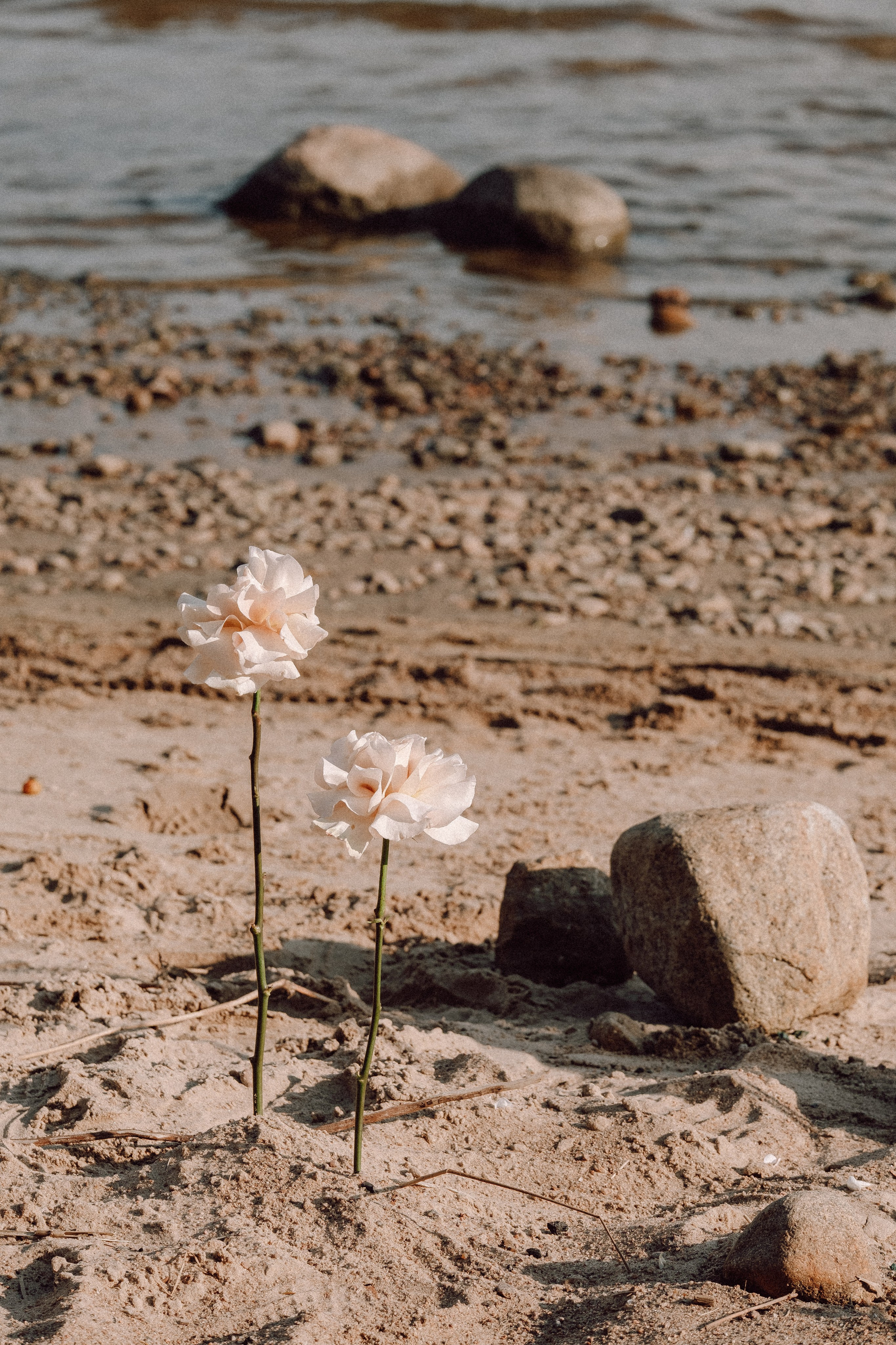 СВАДЕБНАЯ ФОТОСЕССИЯ ВЫЕЗДНОЙ ЦЕРЕМОНИИ (ФИНСКИЙ ЗАЛИВ). Профессиональный фотограф, Санкт-Петербург — Виктория Богомолова