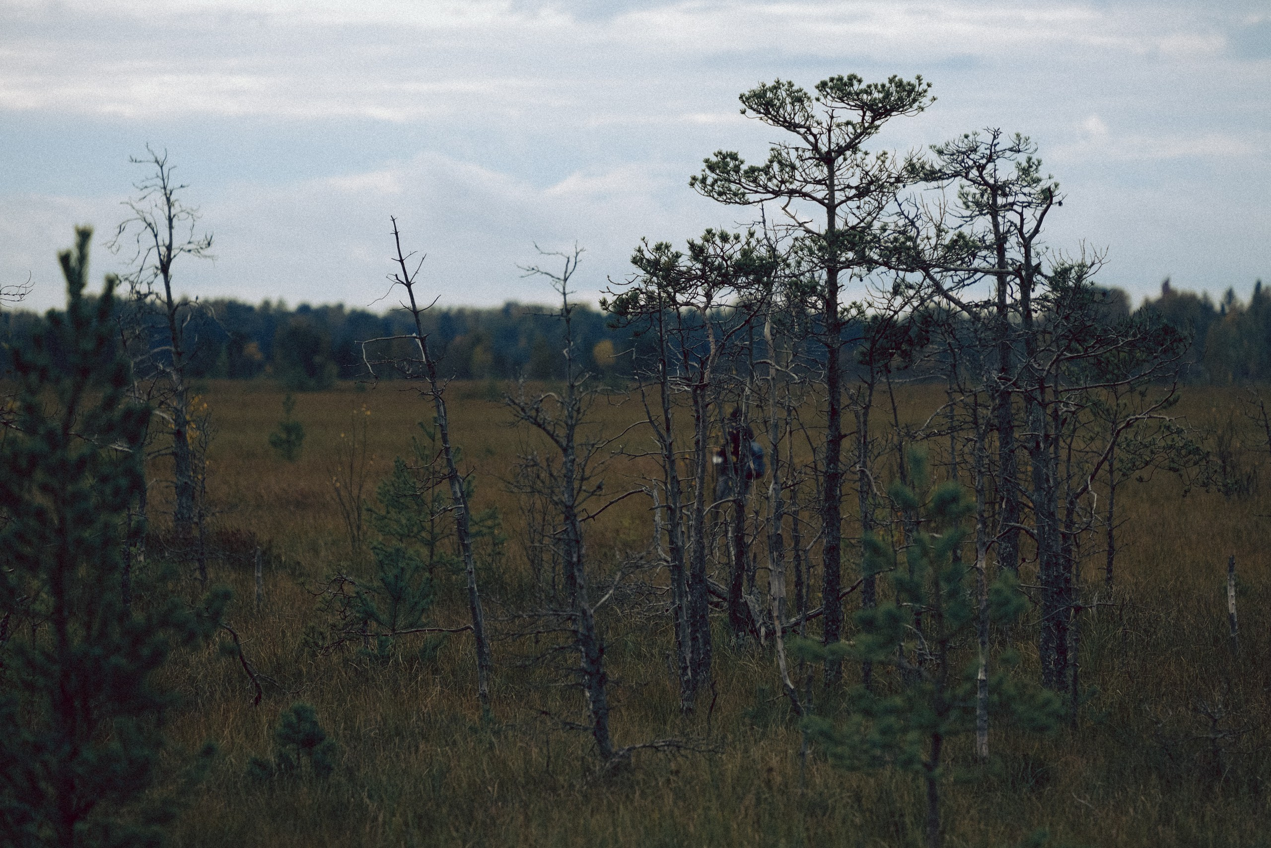 Осеняя прогулка. Профессиональный фотограф, Санкт-Петербург — Виктория Богомолова