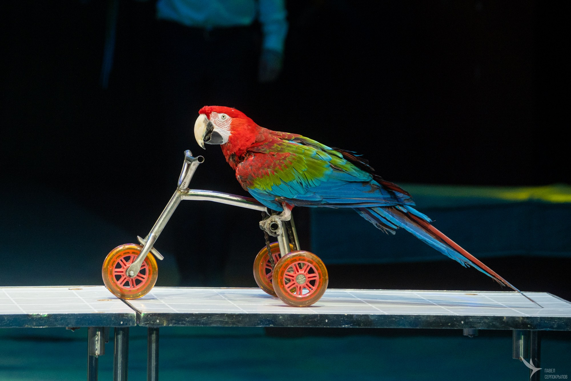 Гала-представление ЭВОЛЮЦИОНЕРЫ. Репортажный фотограф в Казани Павел Серпокрылов
