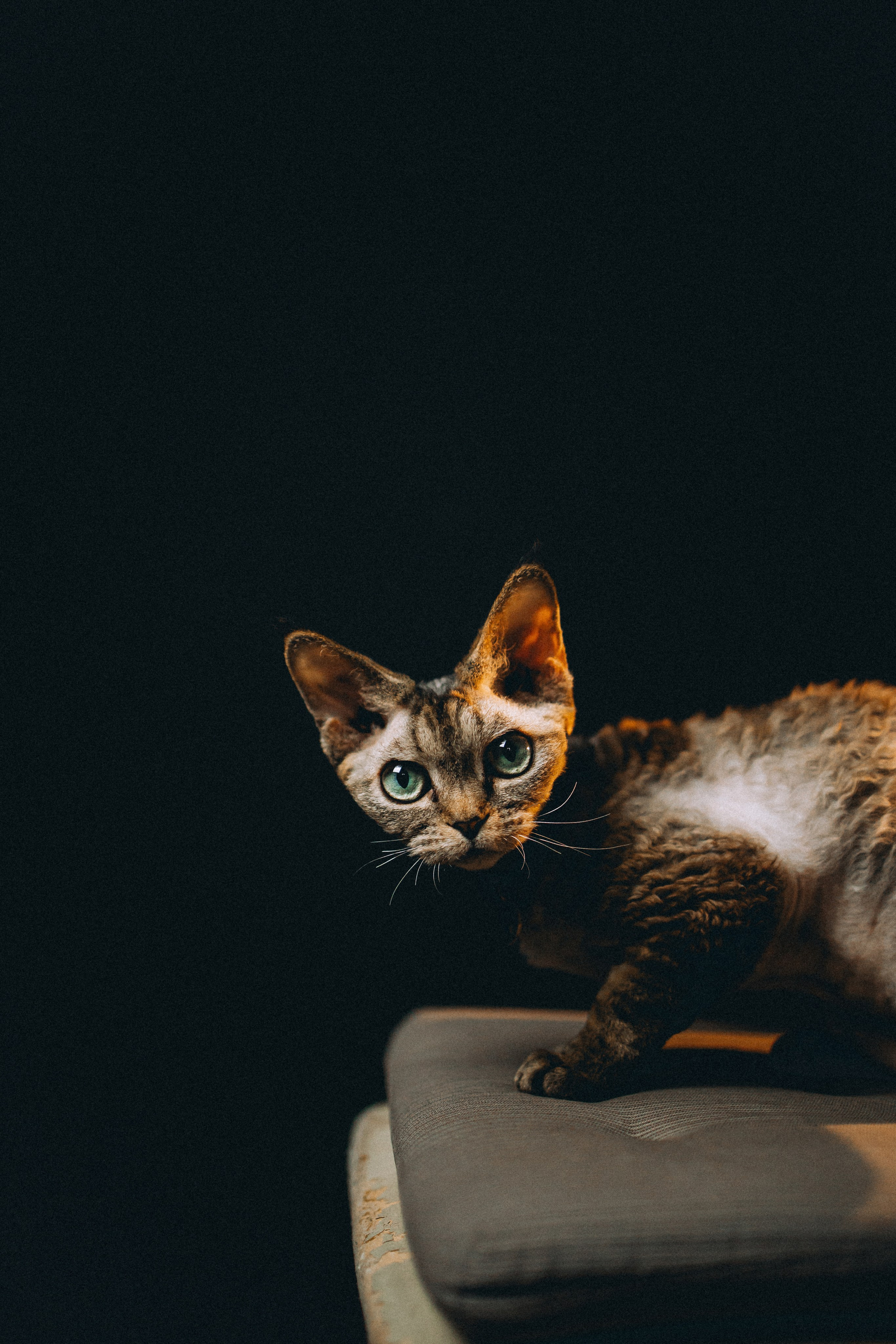 Гречка, Ковш и их семья