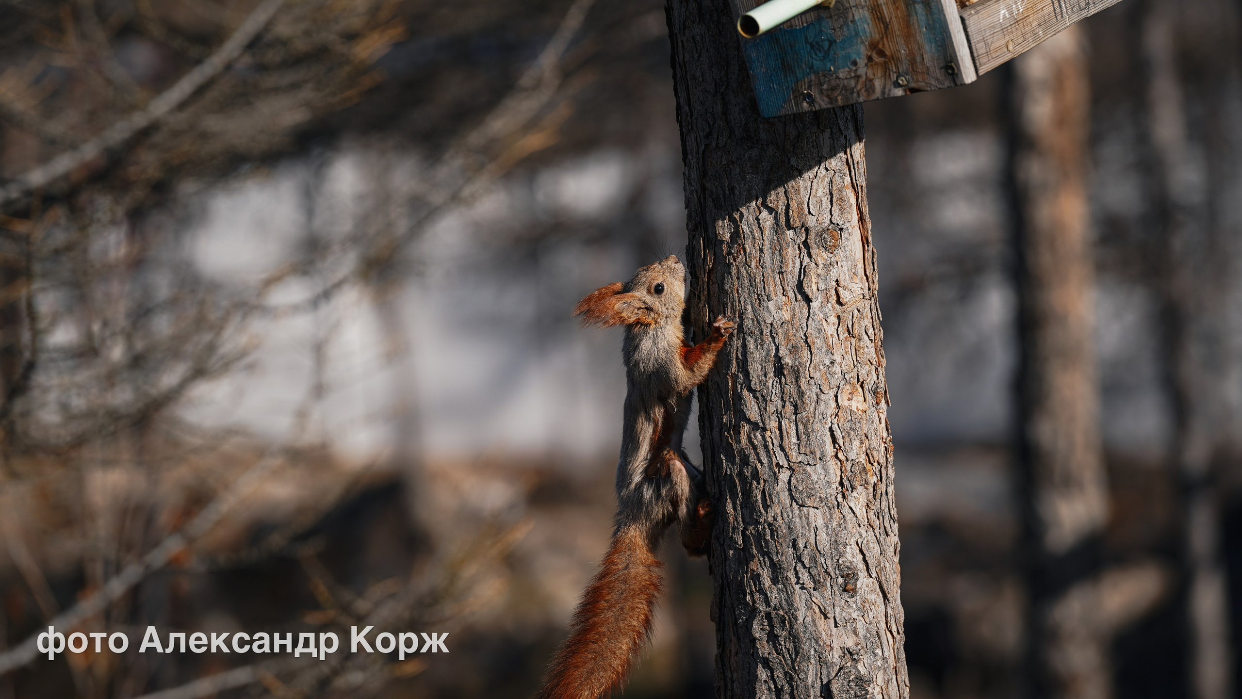 Животные. Фотографии и видеосъемка, Айхал, Удачный, Якутия. Фотографии Айхал