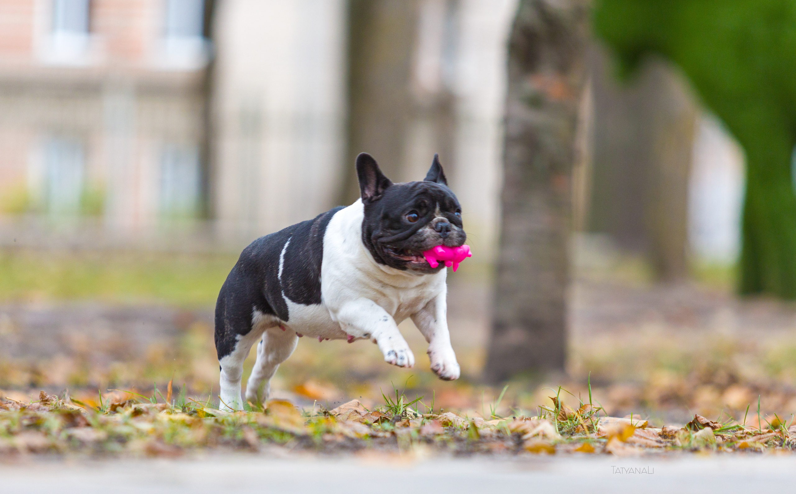 Французкий бульдог. Фотограф — анималист Татьяна Ли