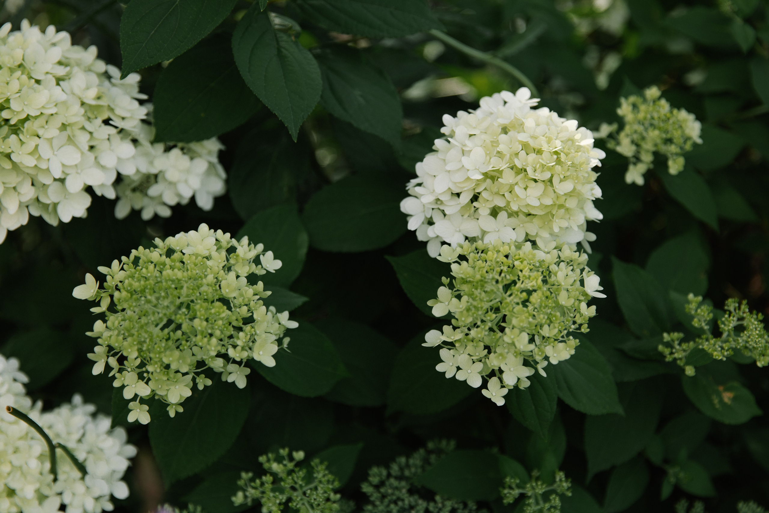 Фархад и Энже. Фотограф Диана Хасанова, г. Казань