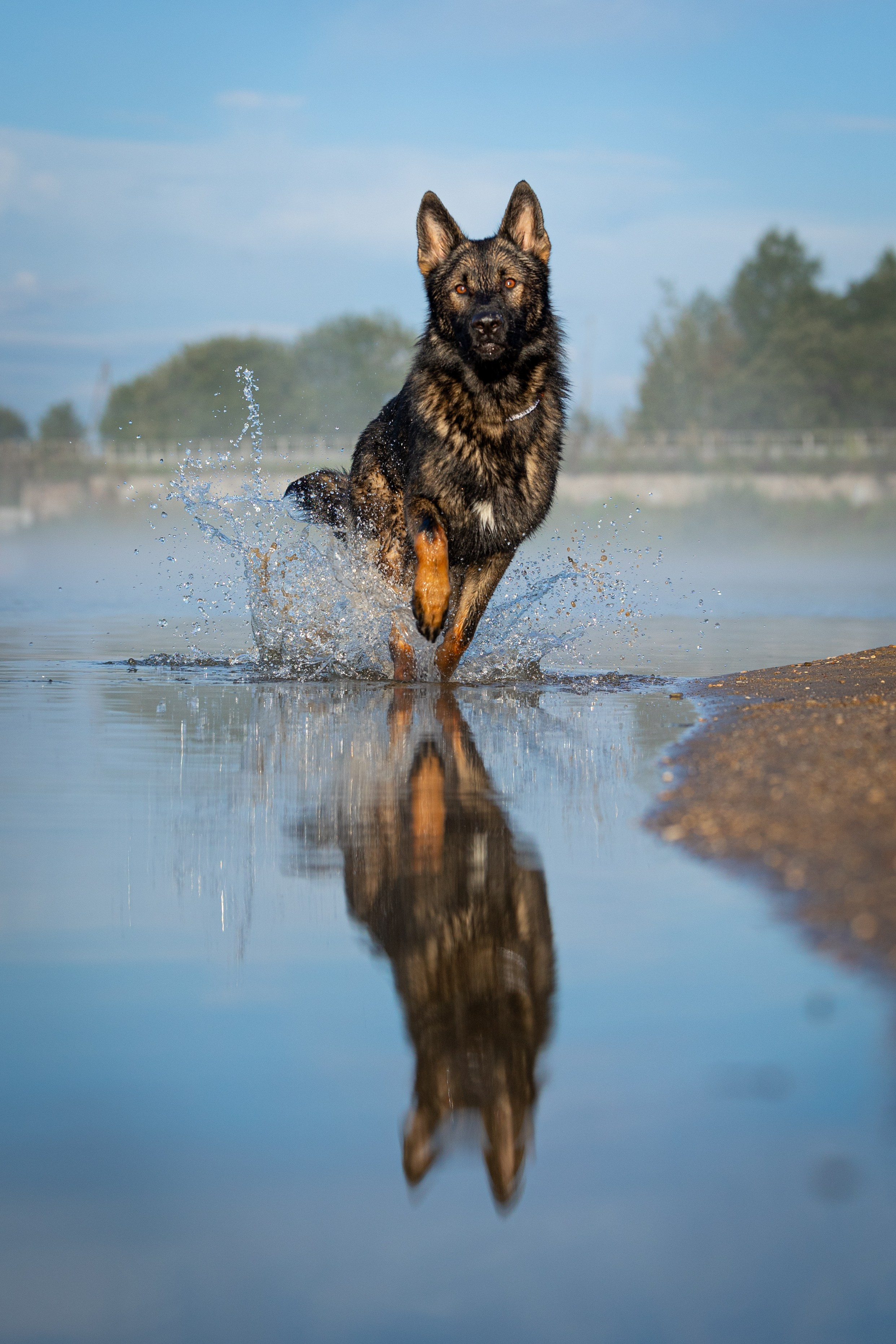 Немецкие овчарки Кетчер и Роскошь. Фотограф-анималист Natalia Deingel | Фотосъемка собак в Москве