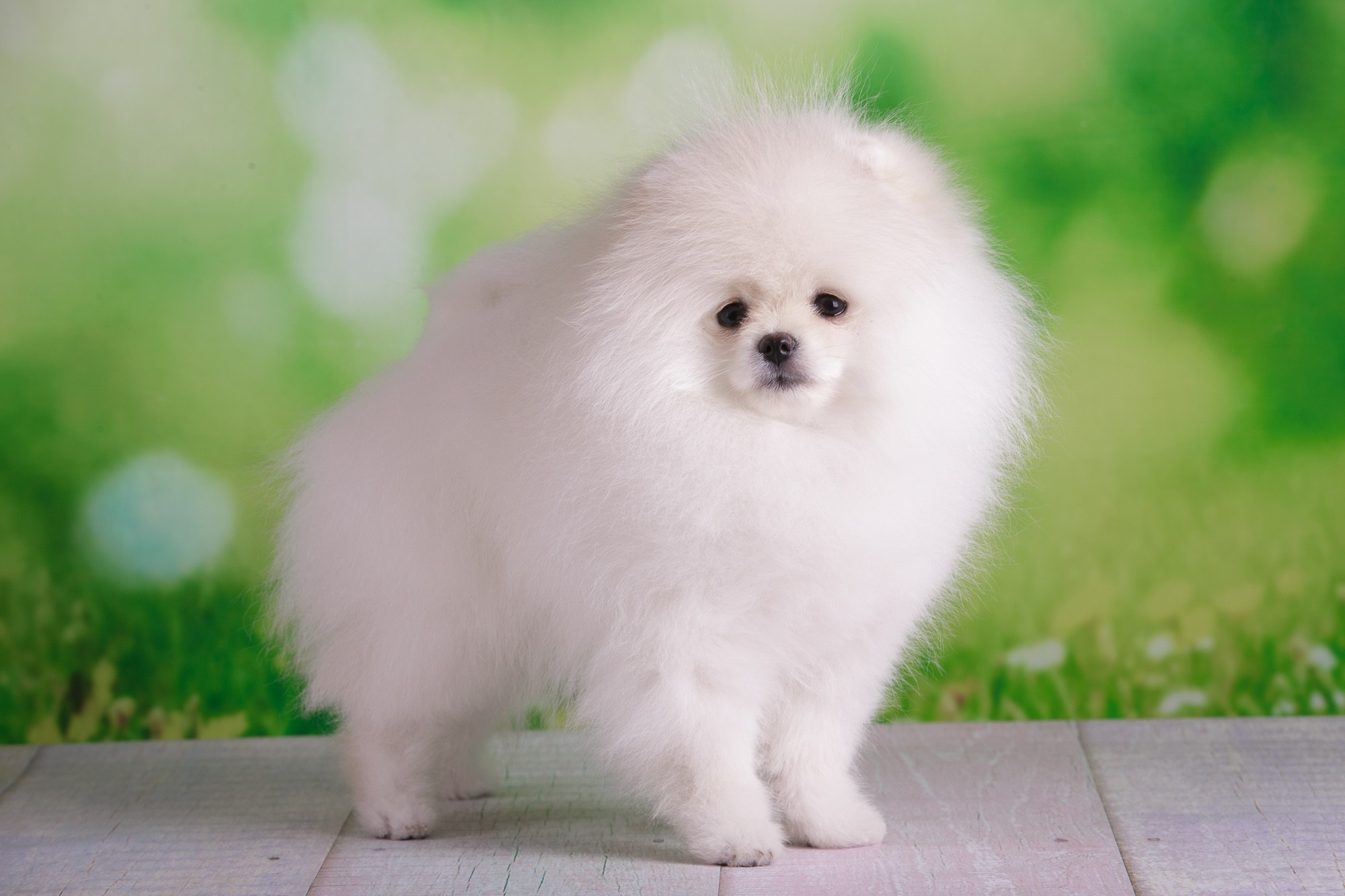 Фотосъёмки щенков. Фотограф-анималист Natalia Deingel | Фотосъемка собак в Москве