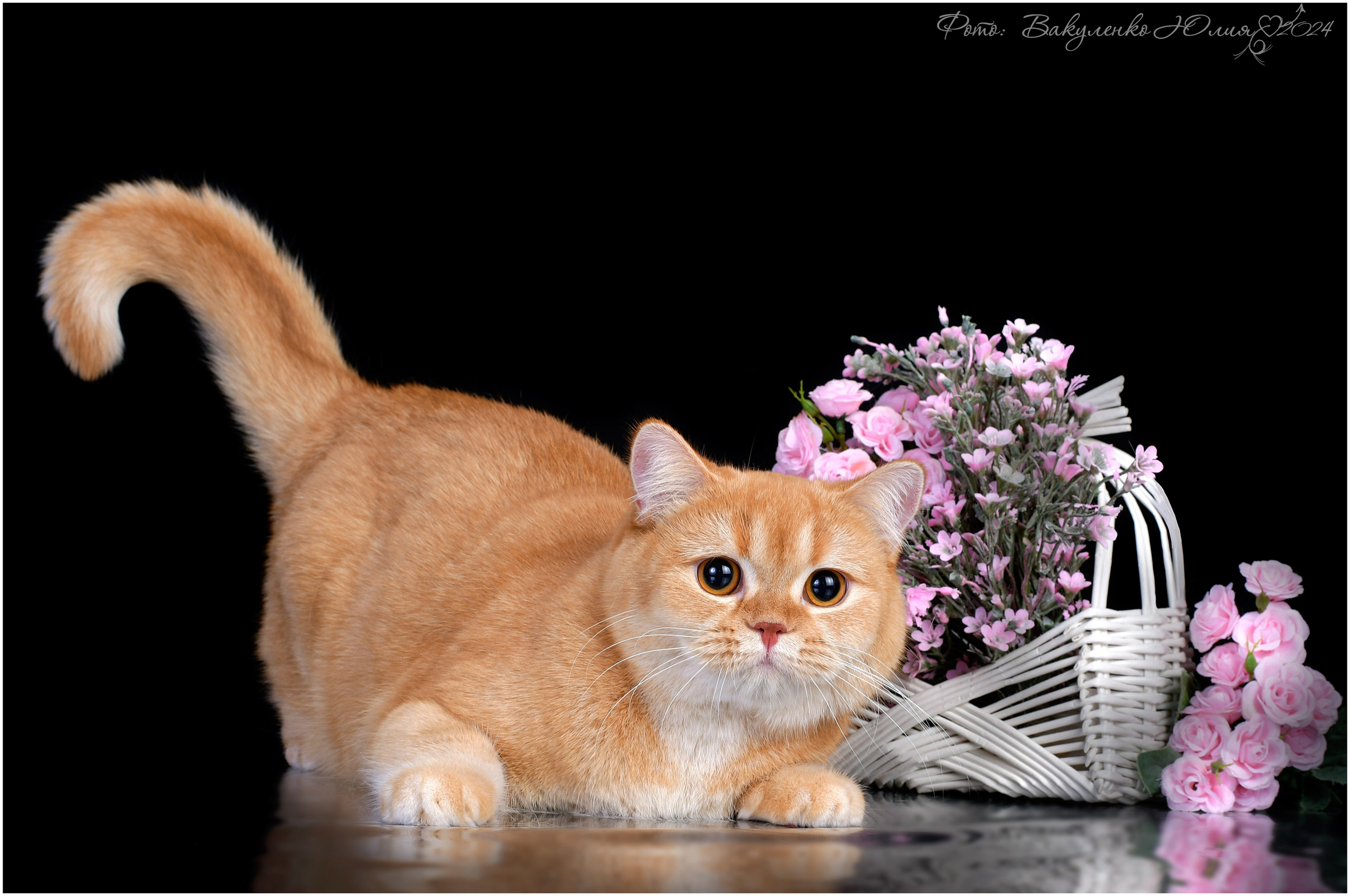 Взрослые. Фотограф анималист | семейный Юлия Вакуленко, г. Краснодар