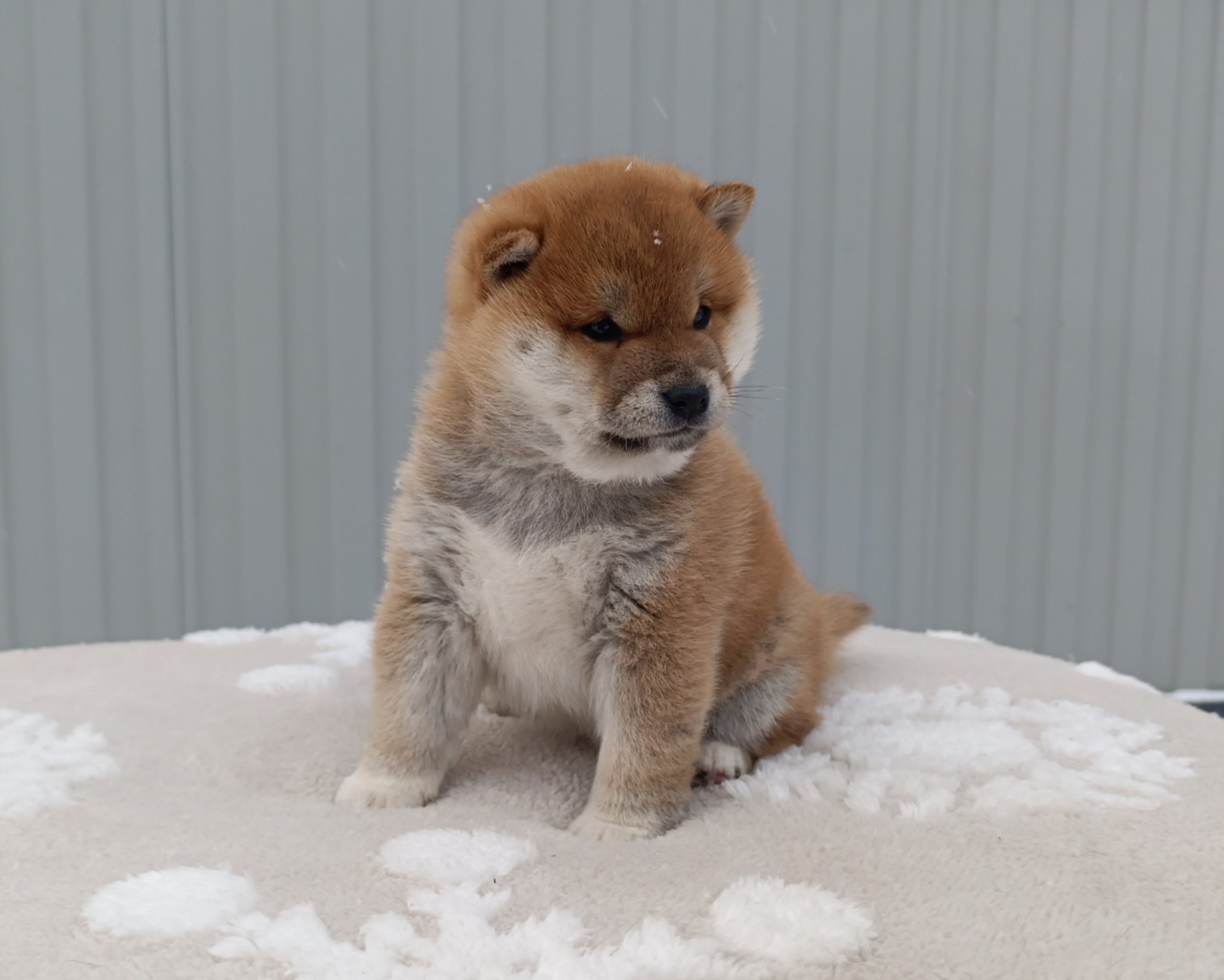 сиба питомник Рубилайт щенки на продажу rubylight  сиба щенки купить СПб Санкт-Петербург 