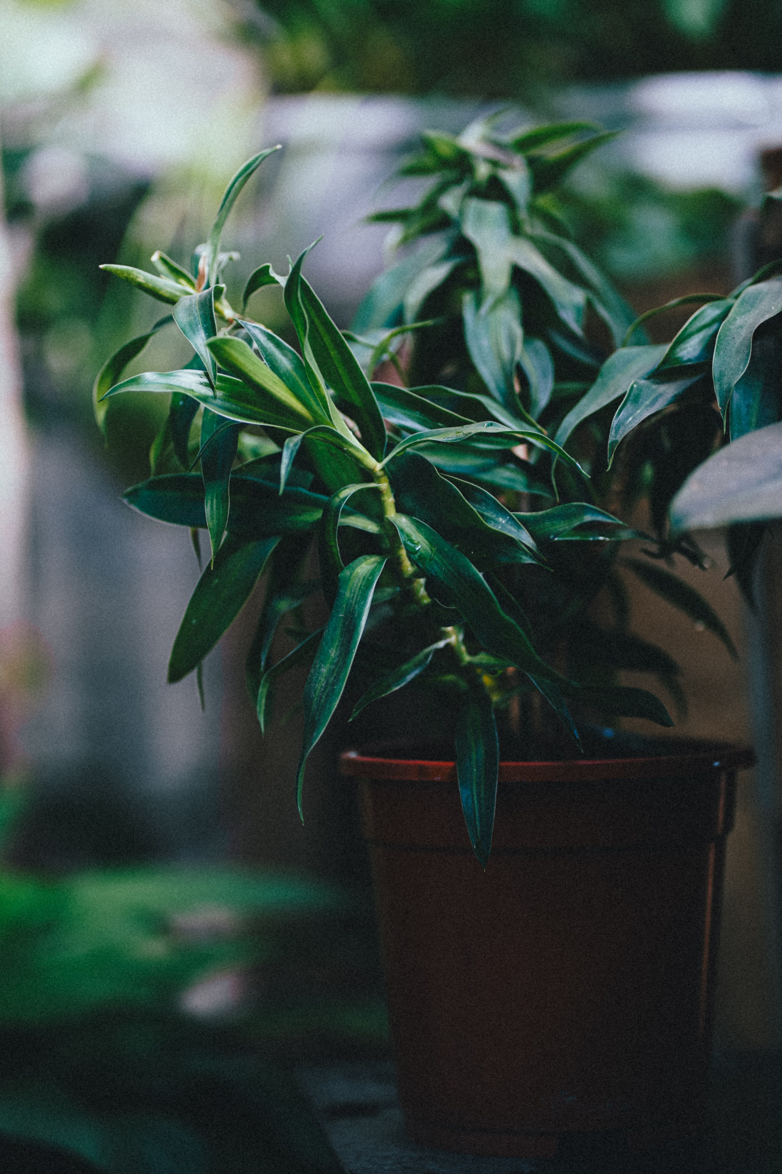 Игорь и Екатерина. Свадебный фотограф Копков Геннадий