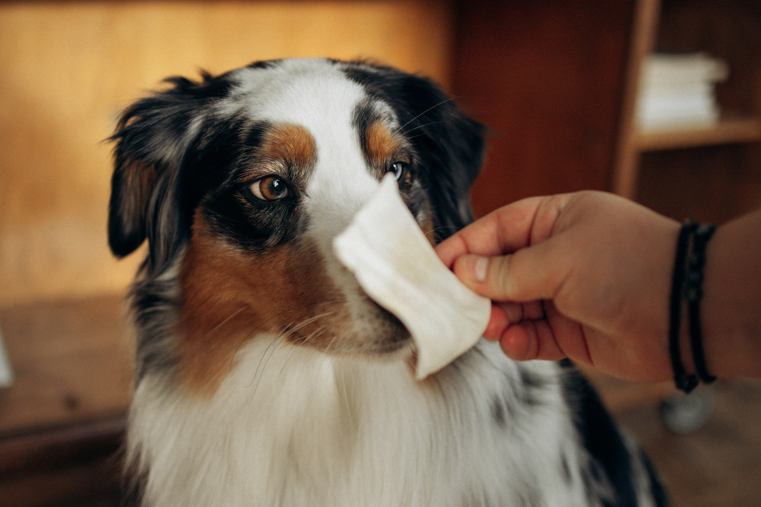 Orozyme&Emmiepet. Фотораф — анималист Мария Шистка