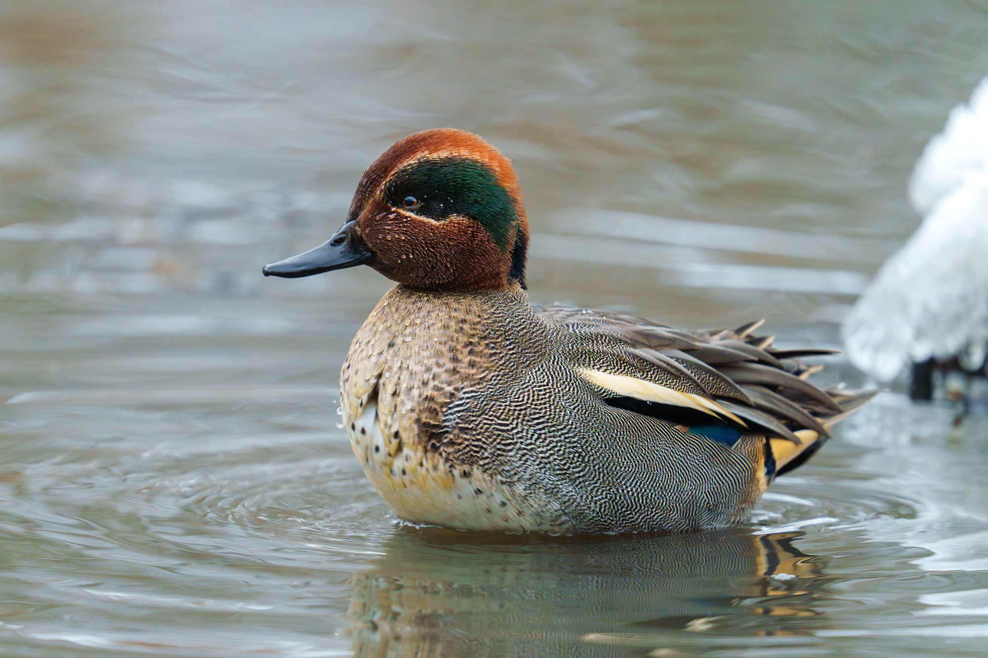 Удивительные мир птиц. Вокруг нас столько прекрасного — присмотритесь!. Ваш личный фотограф Марина Волкова