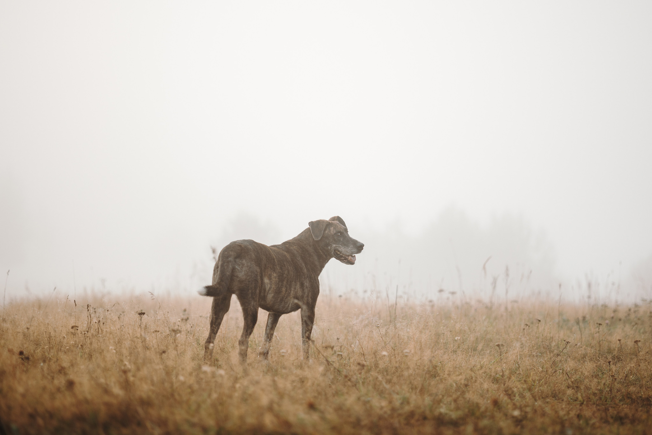 Любовь и ее хвостики. Фотограф — Анималист | Санкт-Петербург