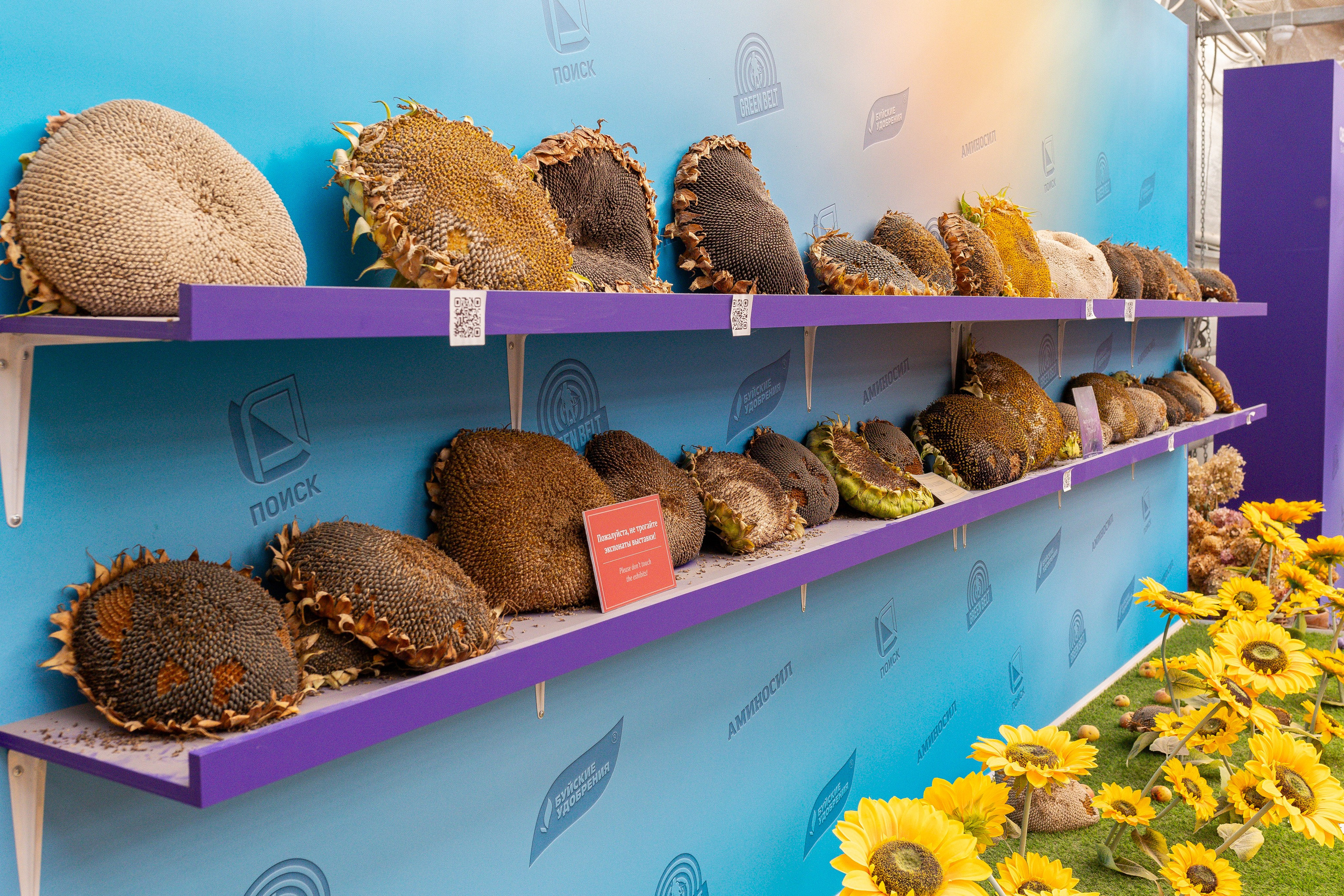 Овощи-гиганты. Александра Куликова фотограф, Москва