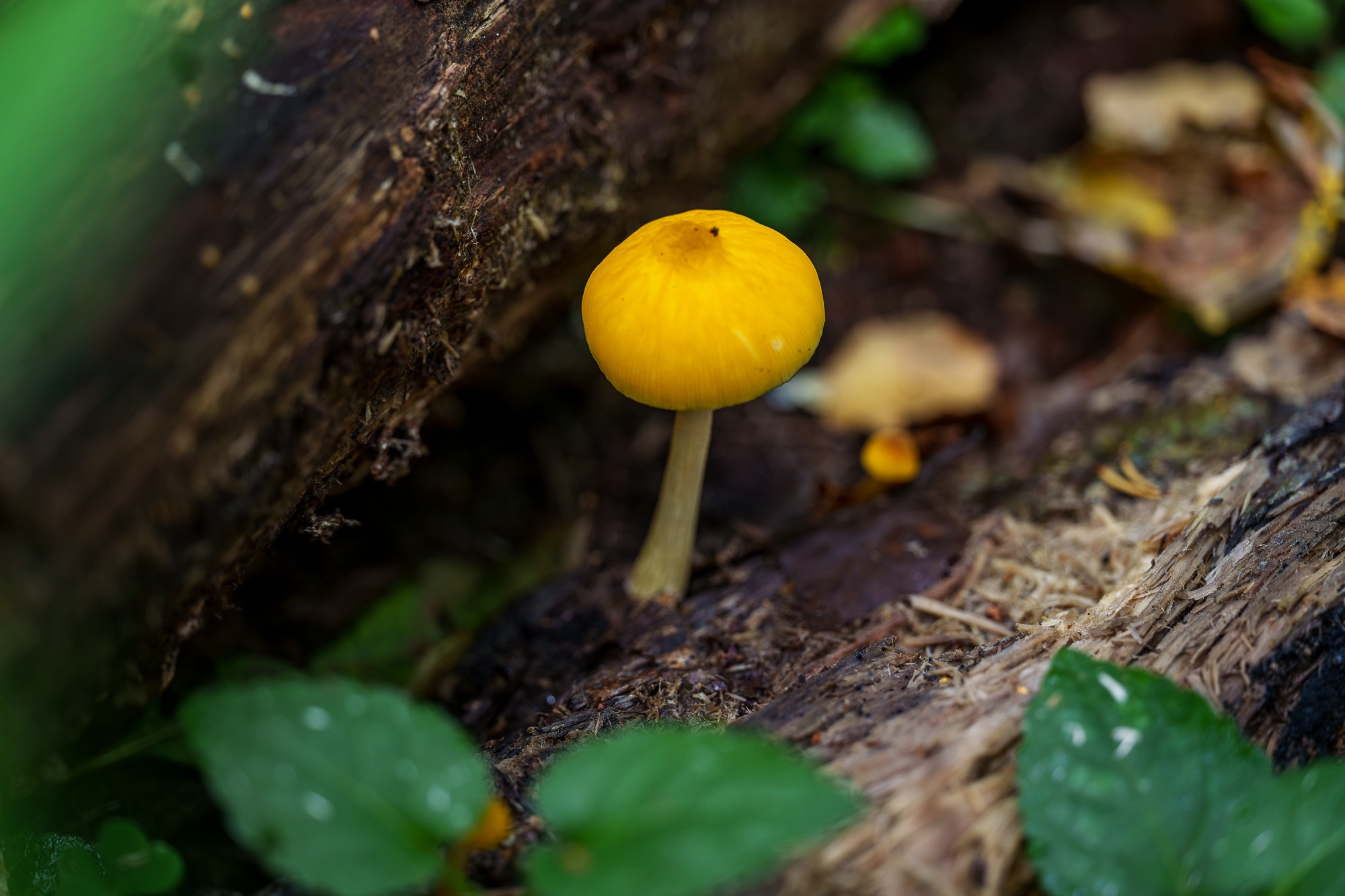 Цветы. Ваш личный фотограф Марина Волкова