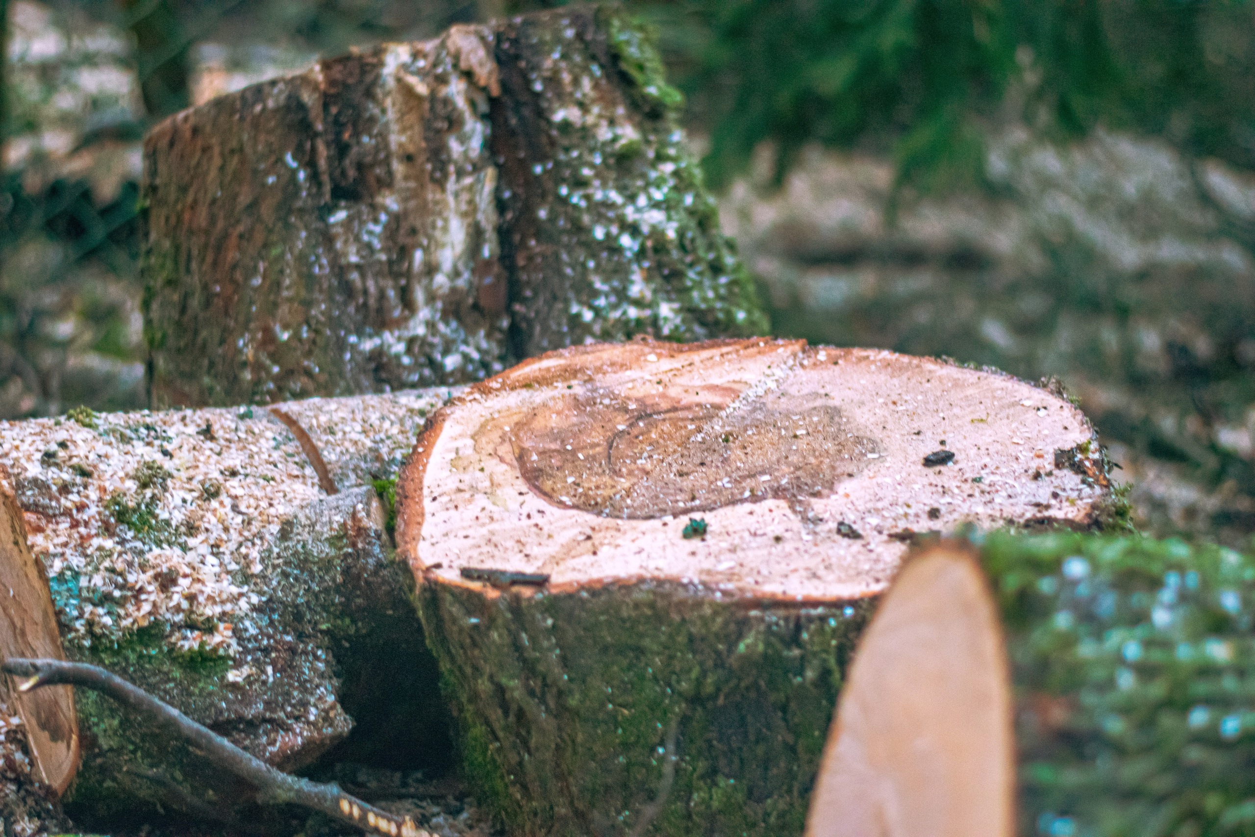 Спил деревьев. Аrbori Culturist