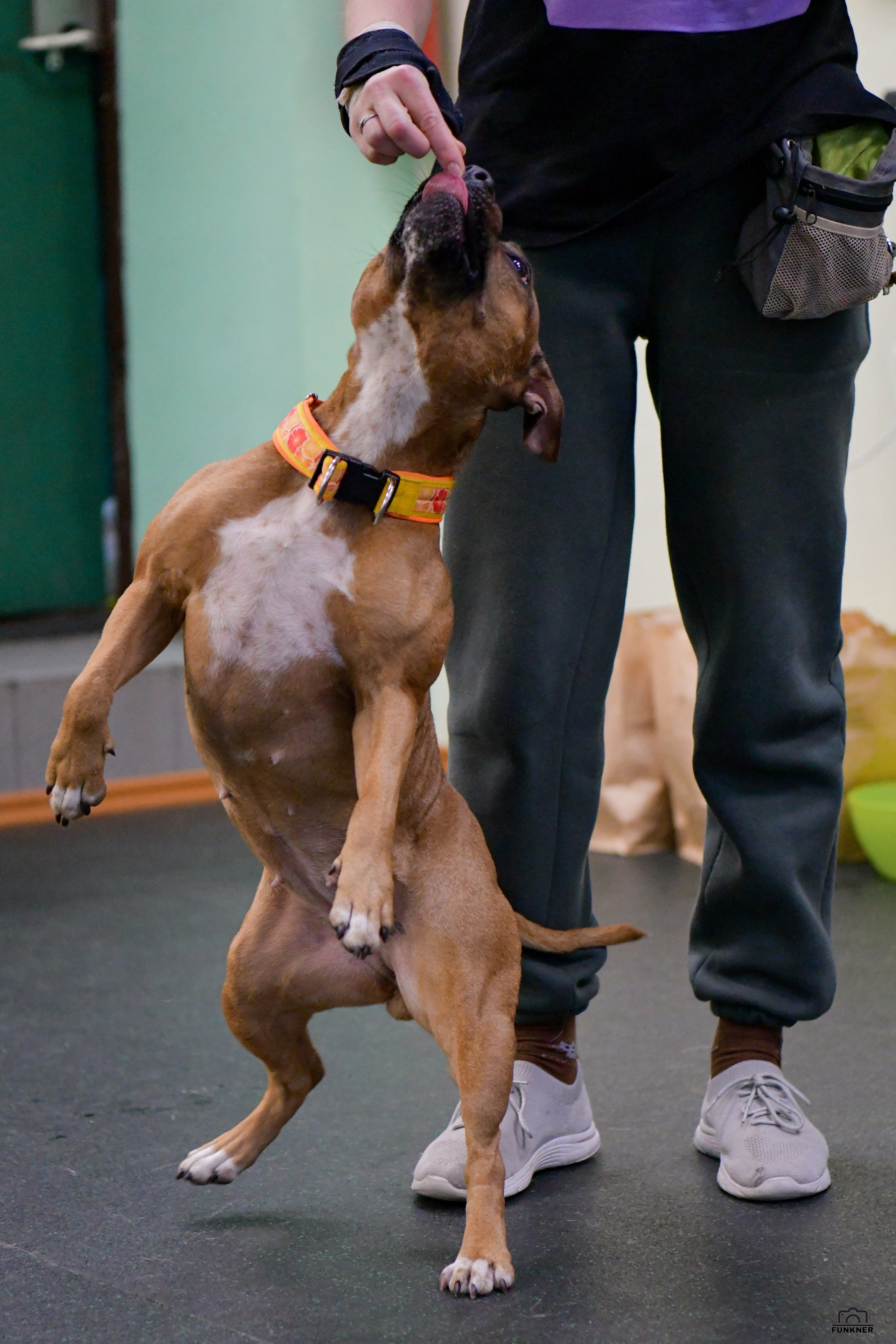 Кинологический клуб «Бодрый хвост». Свой взгляд через объектив