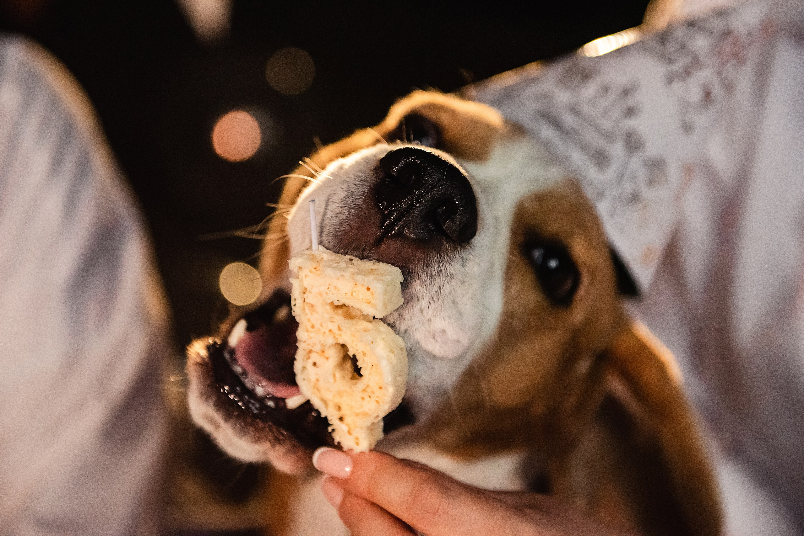 День рождение Дарси. Семейный Фотограф в Москве Ирина Хохлова