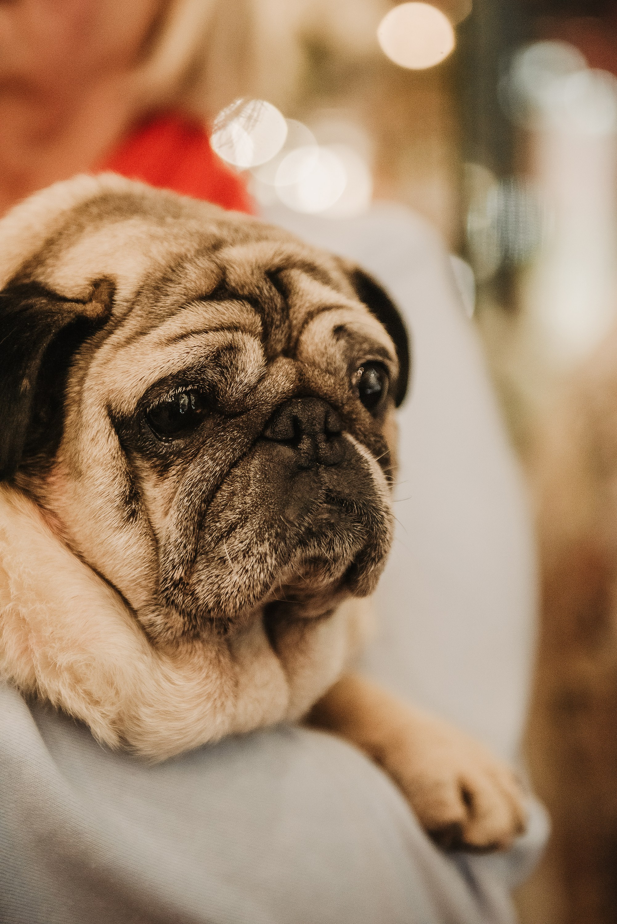 Ольга и Потапум. Прогулка к чайному дому. Семейный Фотограф в Москве Ирина Хохлова