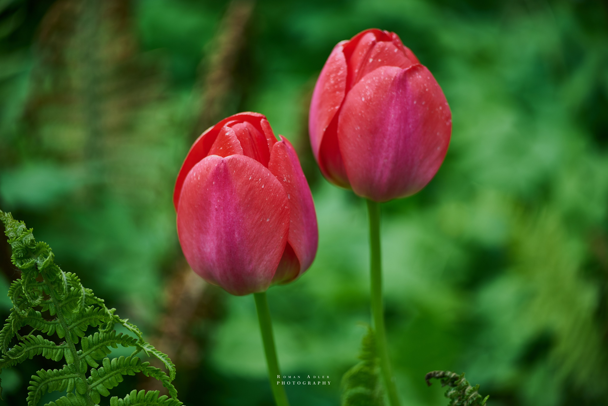 фото тюльпанов