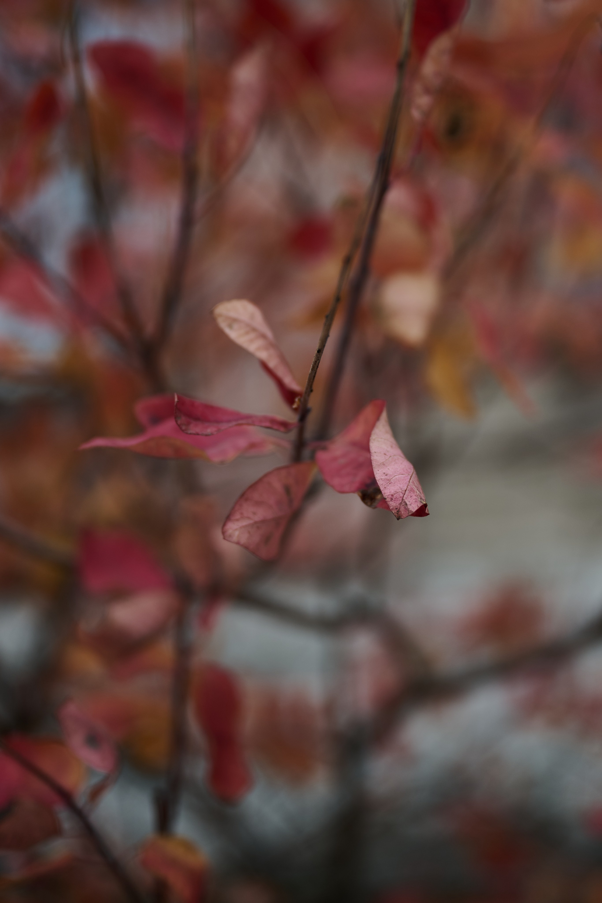 Рубежное. Декабрь 2024. Фотограф Роман Адлер
