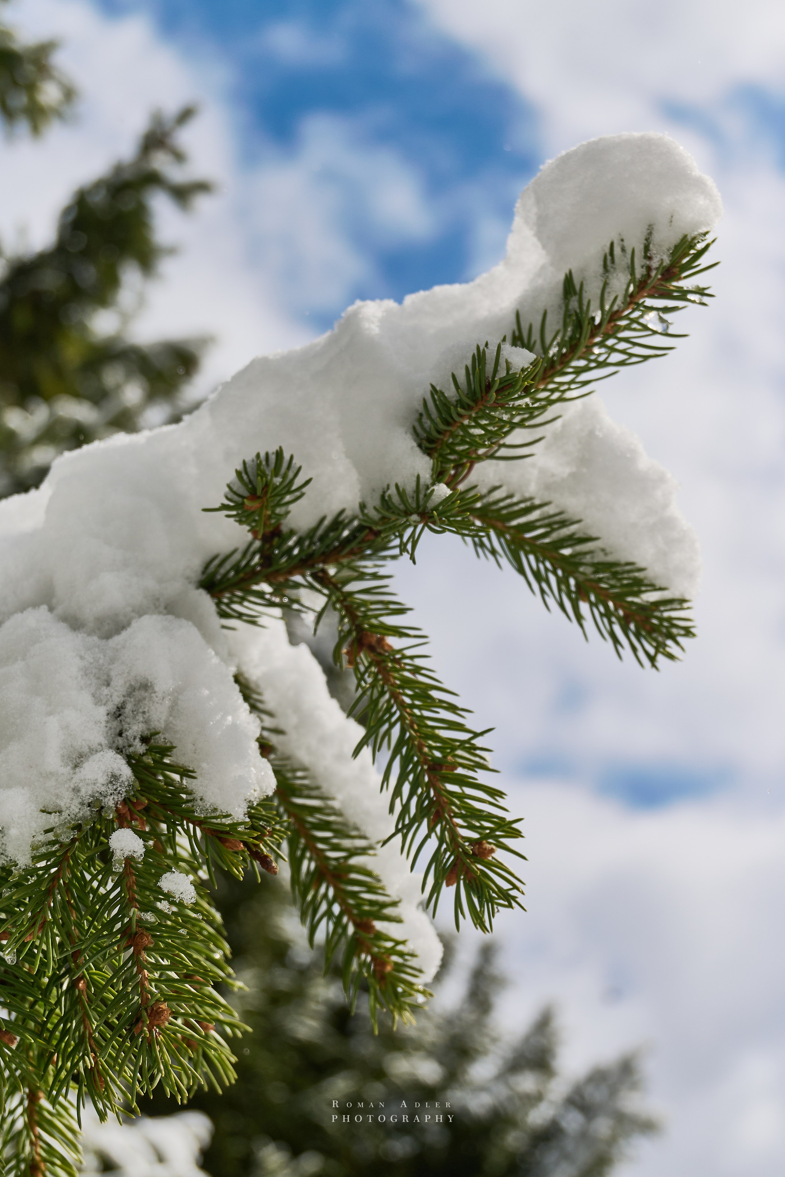 Апрельский снег. Москва 2025. Фотограф Роман Адлер