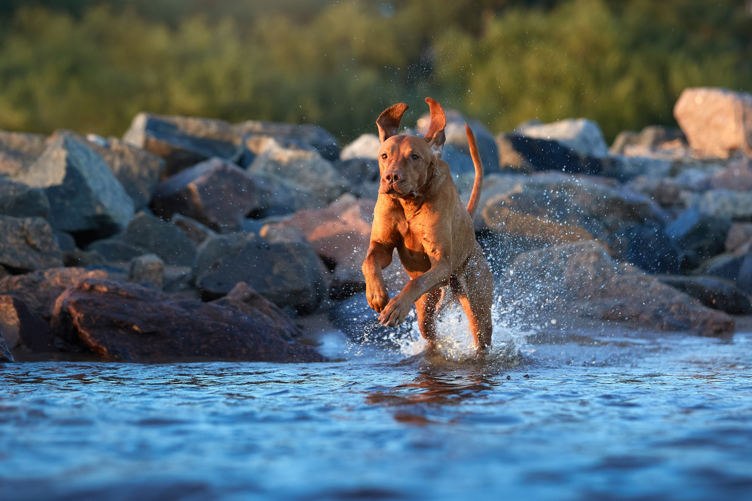 ФОТОГРАФ-АНИМАЛИСТ l LANA POLYAKOVA