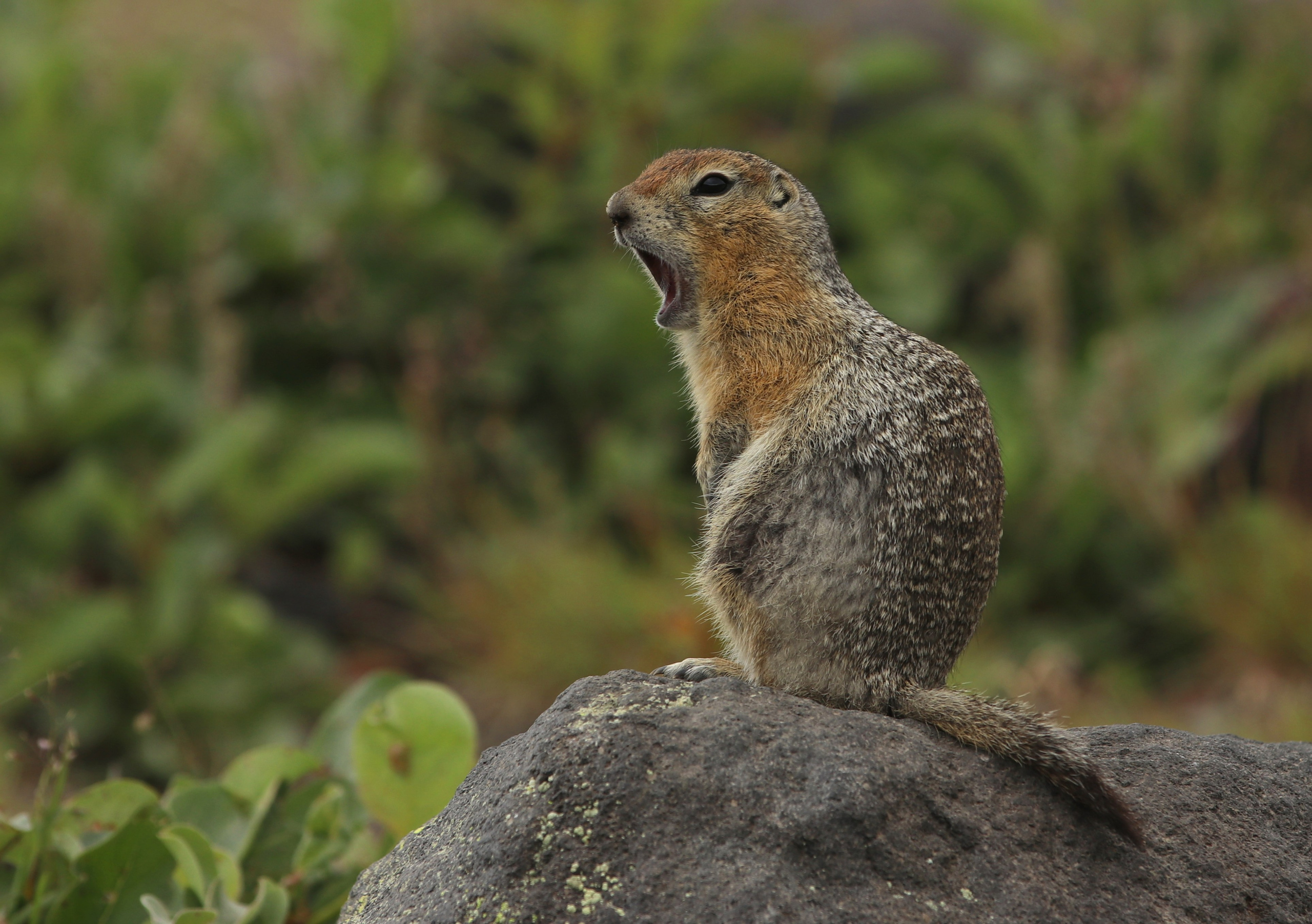 Камчатка и о. Парамушир. Июль 2024. Путешественник-фотограф из Санкт-Петербурга Татьяна Свистулина