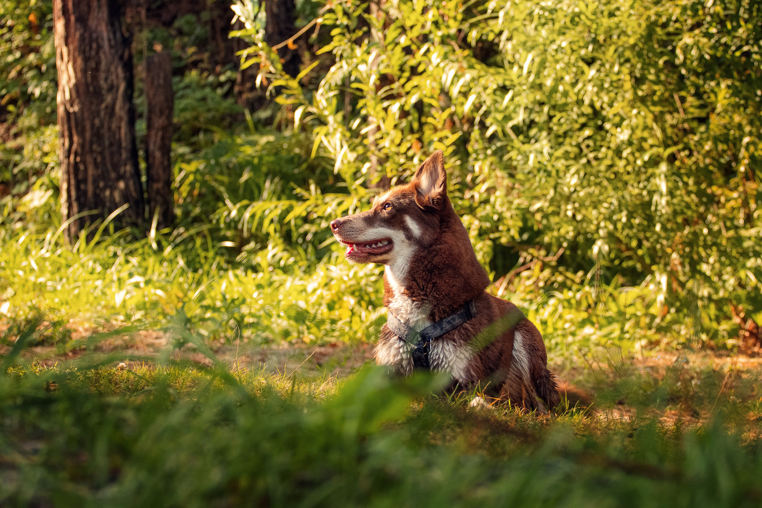 Светлана и Тисэ. YULA KOLESOVA | Фотограф — Анималист | Художник | Тюмень