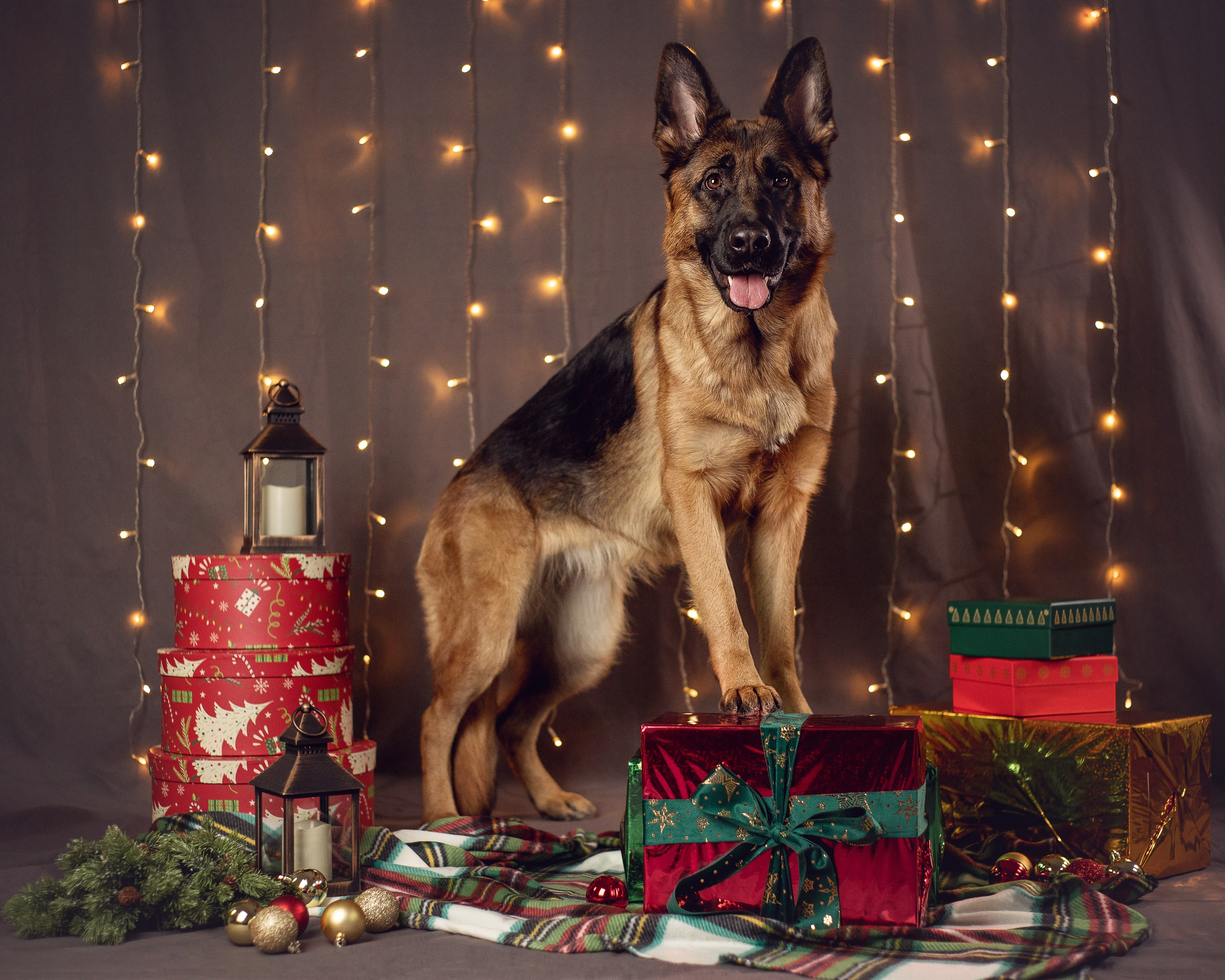 Новогодний. YULA KOLESOVA | Фотограф — Анималист | Художник | Тюмень