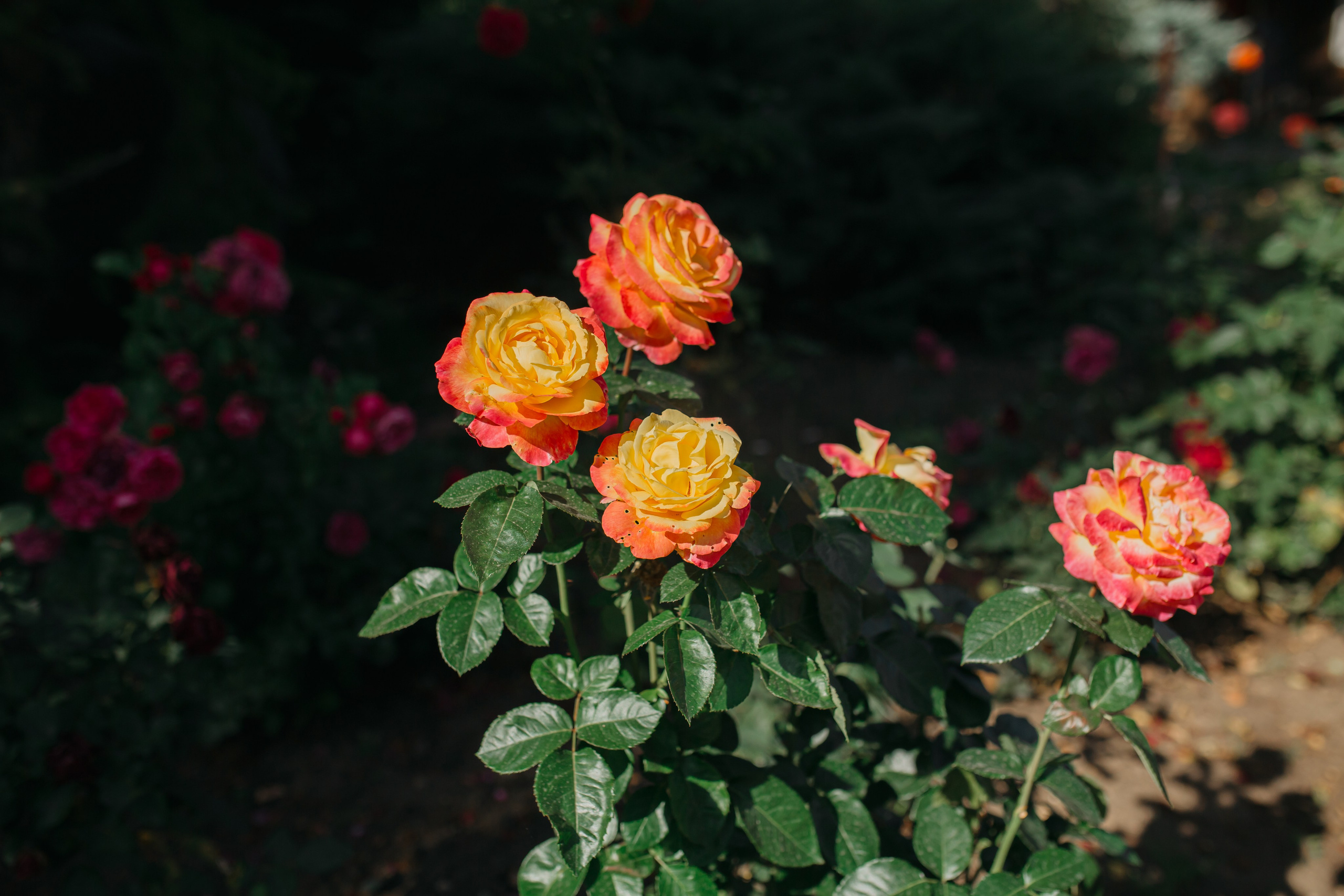 Храм святителя Иннокентия Московского г. Люберцы. Свадебный и семейный фотограф