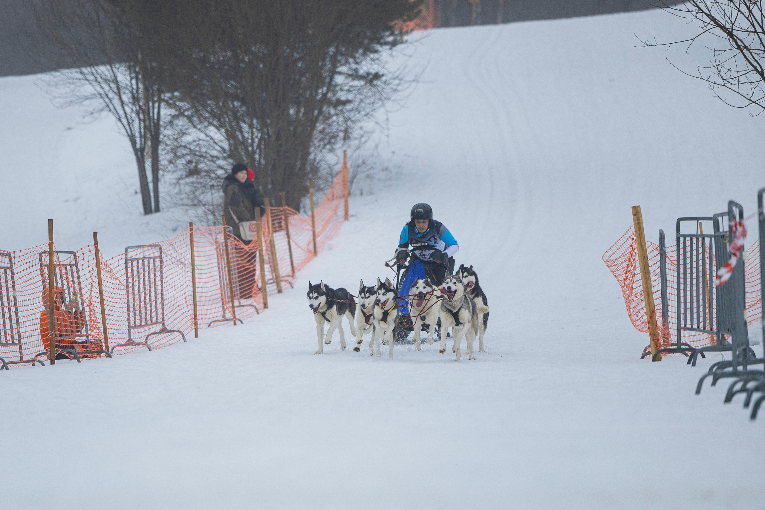 Зимний Чемпионат Санкт-Петербурга по ездовому спорту. Фотограф-анималист Анна Маринич