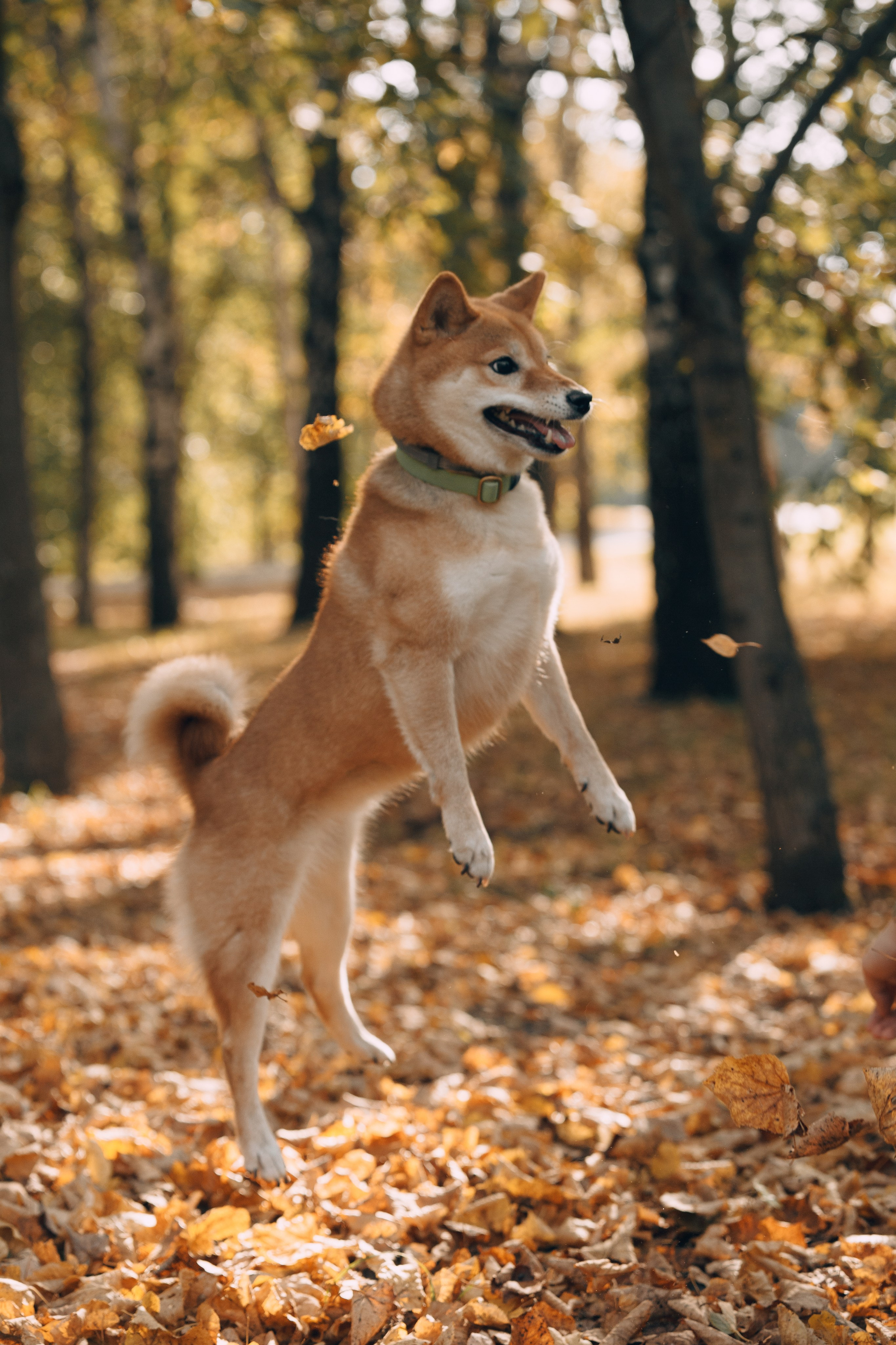 Оля и компания. Фотограф анималист Кристина Карпова, Москва