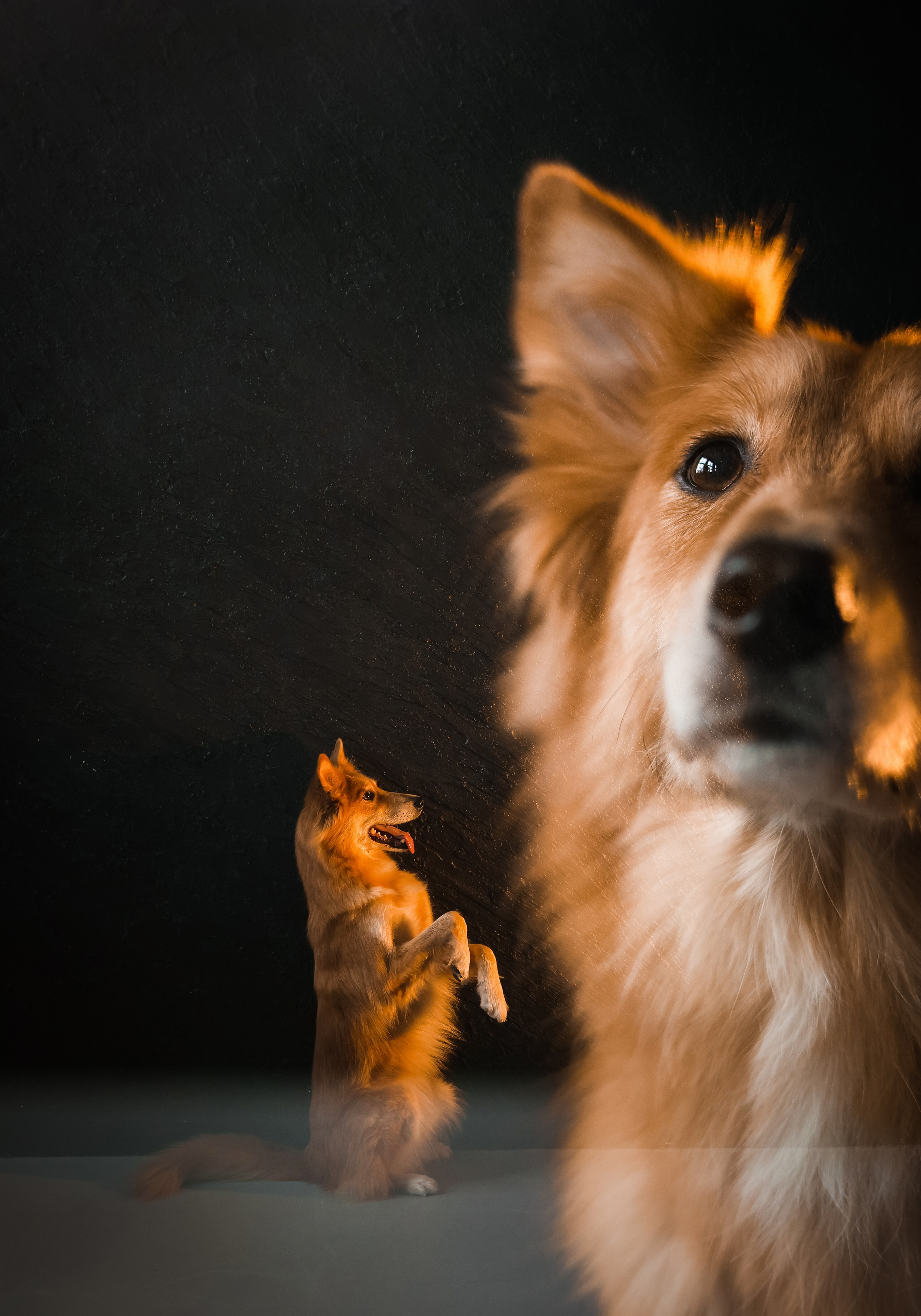 Портфолио. Фотограф-анималист в Екатеринбурге Марина Шишкина