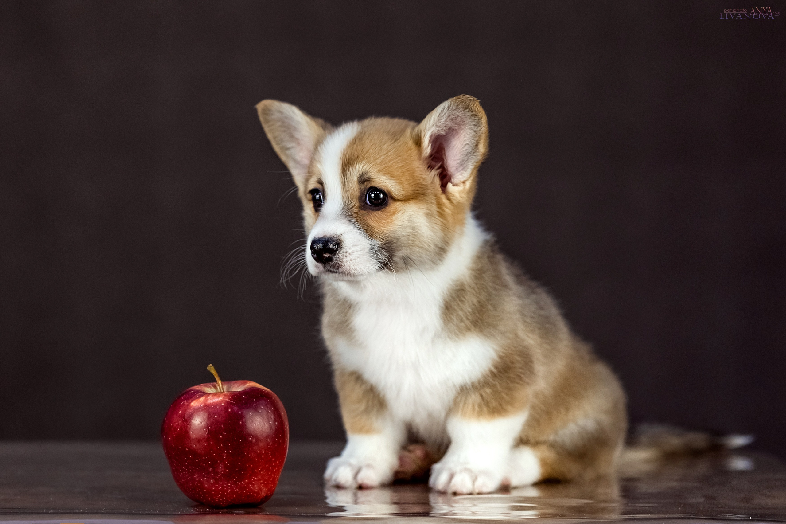 Коржики. Фотограф анималист Аня Ливанова | Рыбинск