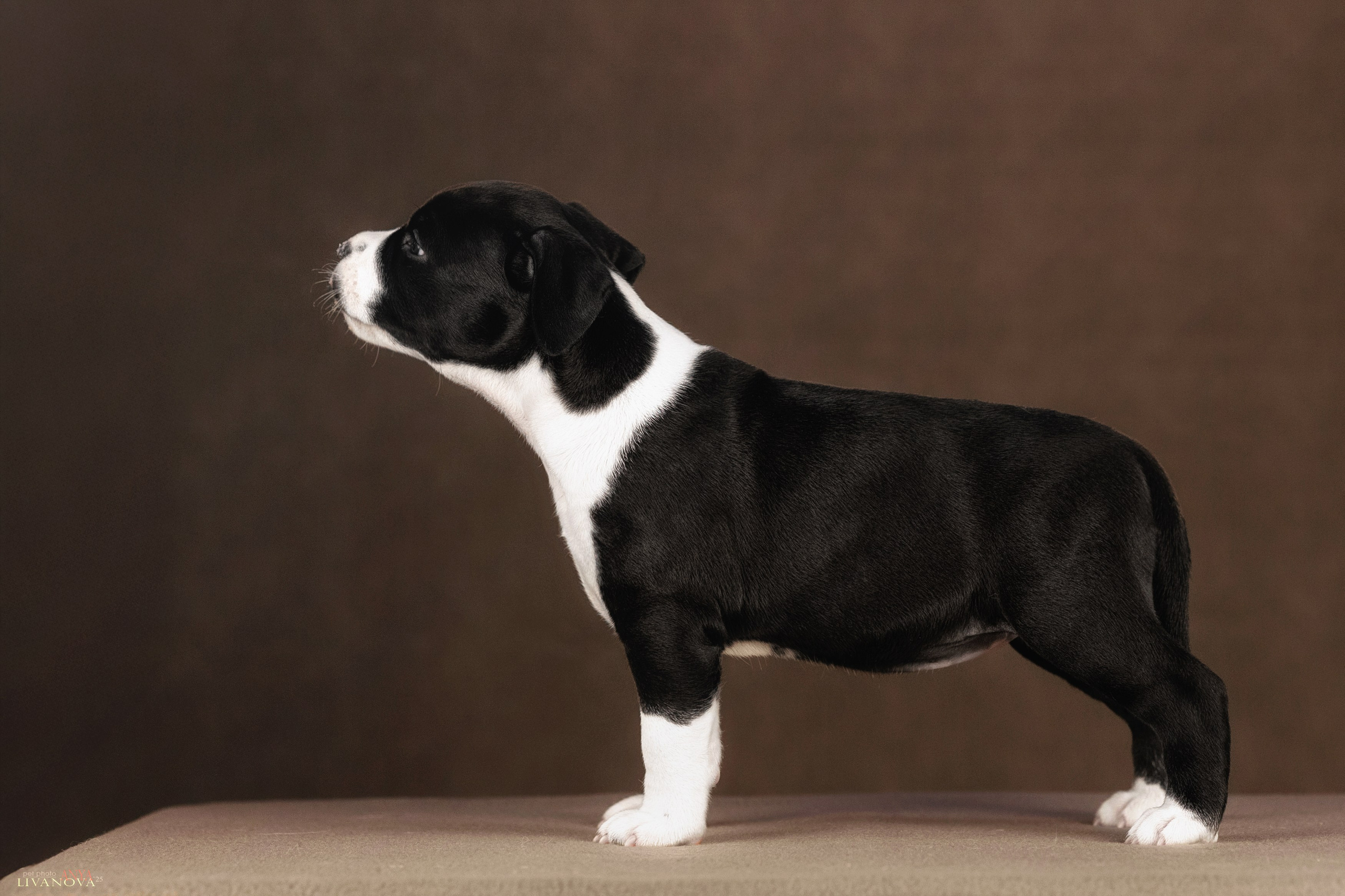 Стаффики. Фотограф анималист Аня Ливанова | Рыбинск