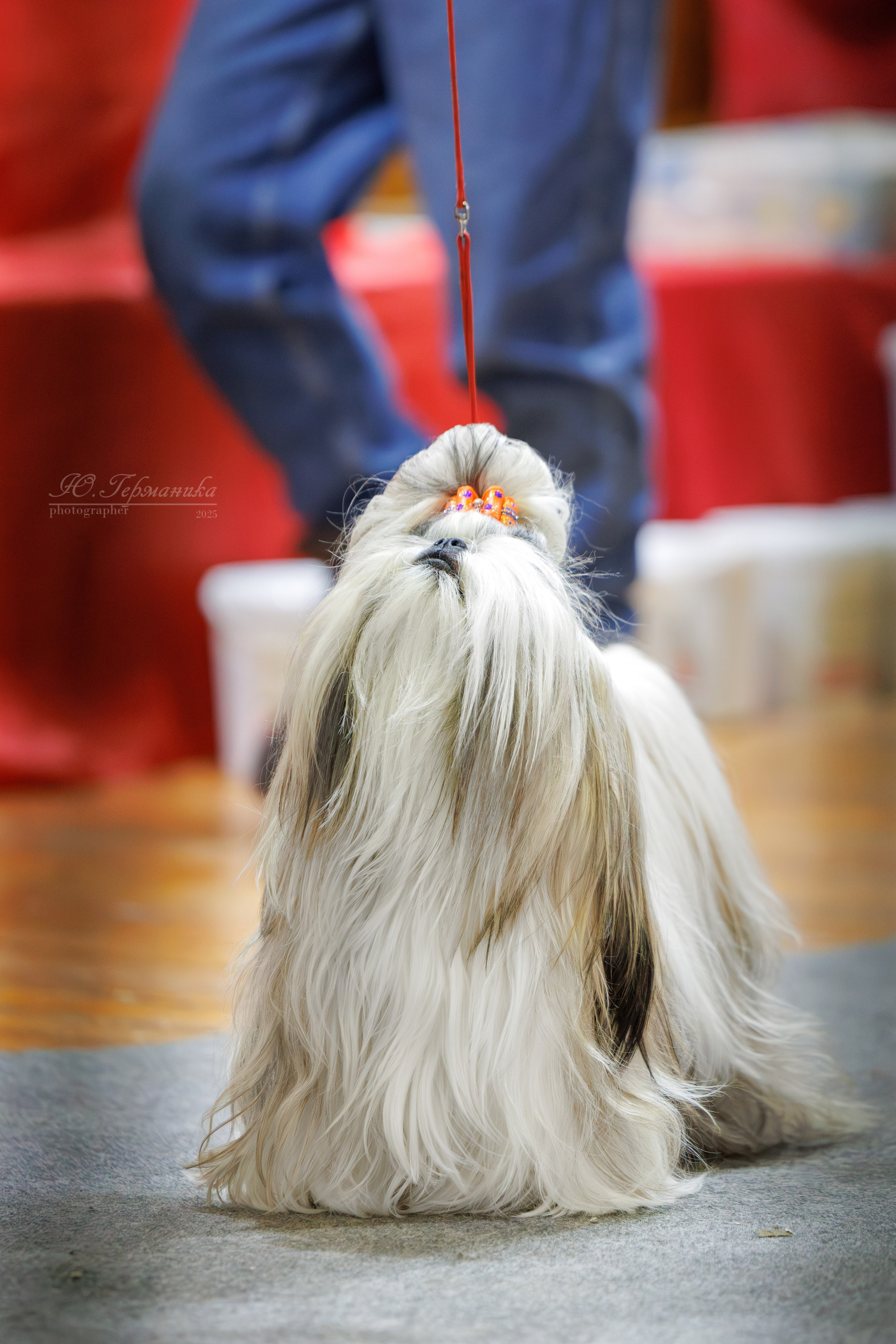 Тверь 21.12.2025. Фотограф-анималист Юлия Германика