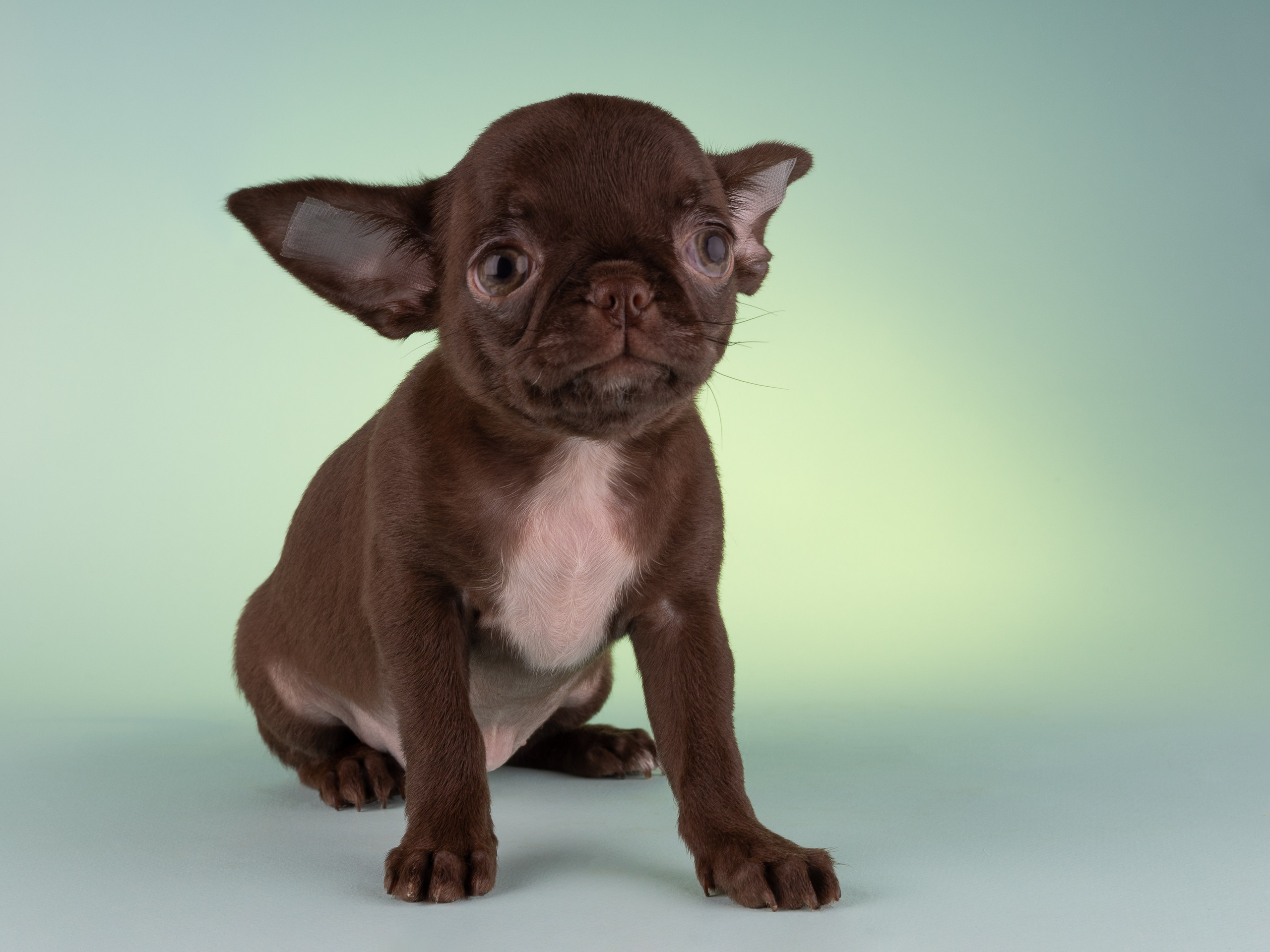 Чихуахуа (студия). Фотограф-анималист в Москве, МО и Владимире