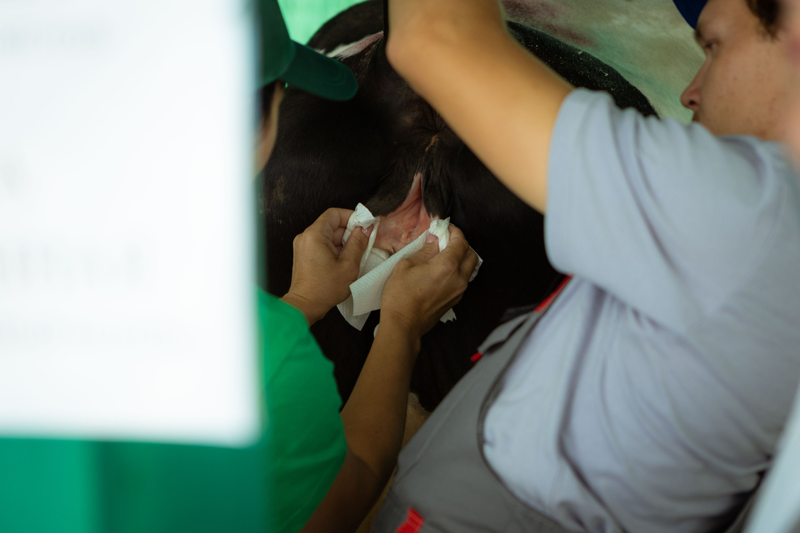 Конкурс операторов осеменения коров [17-18 августа 2022 г.]. Фотограф Виноградов Константин