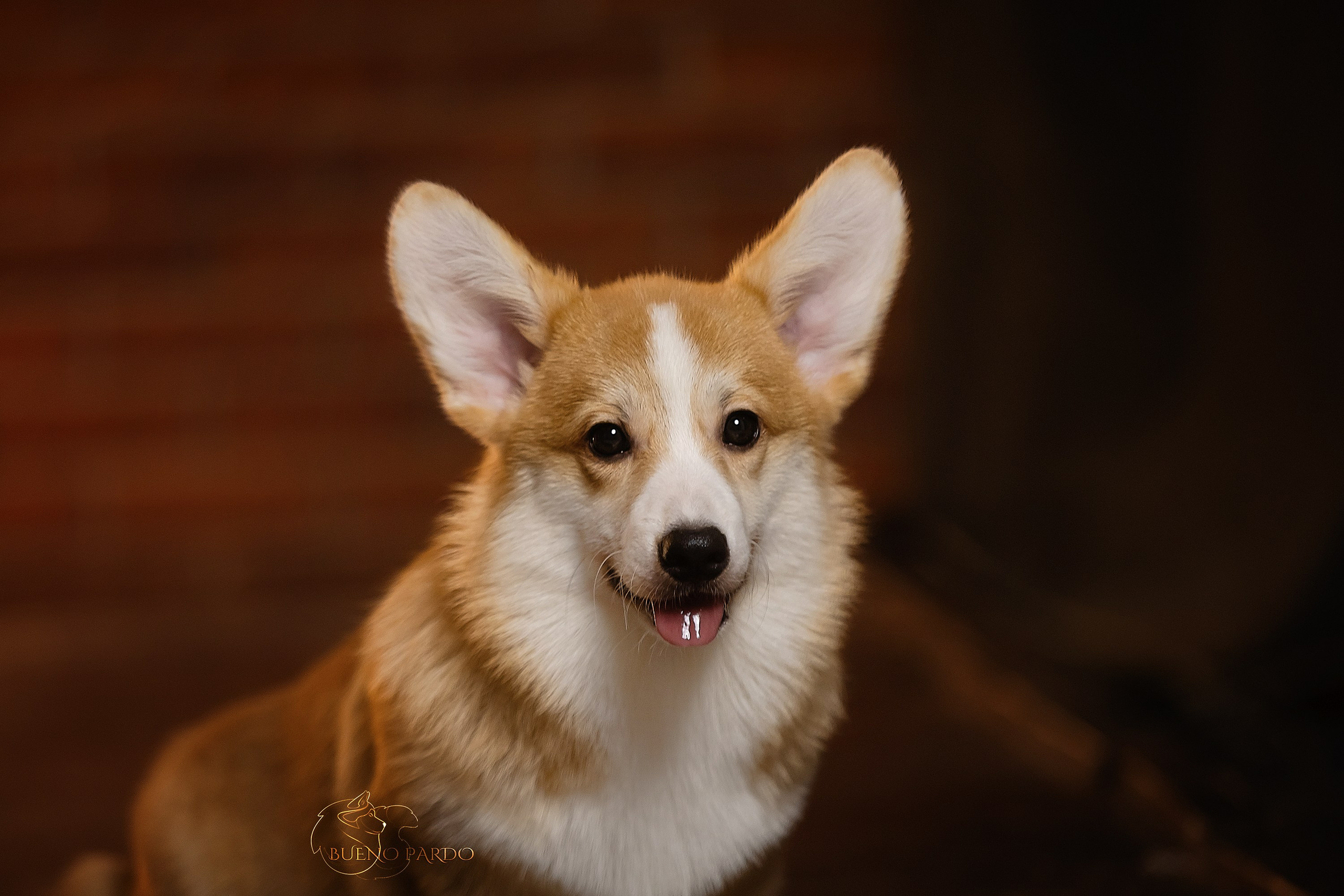 А — Кола и Цесей. Kawaii Kuma питомник собак пород Корги пемброк, Акита ину, Сиба