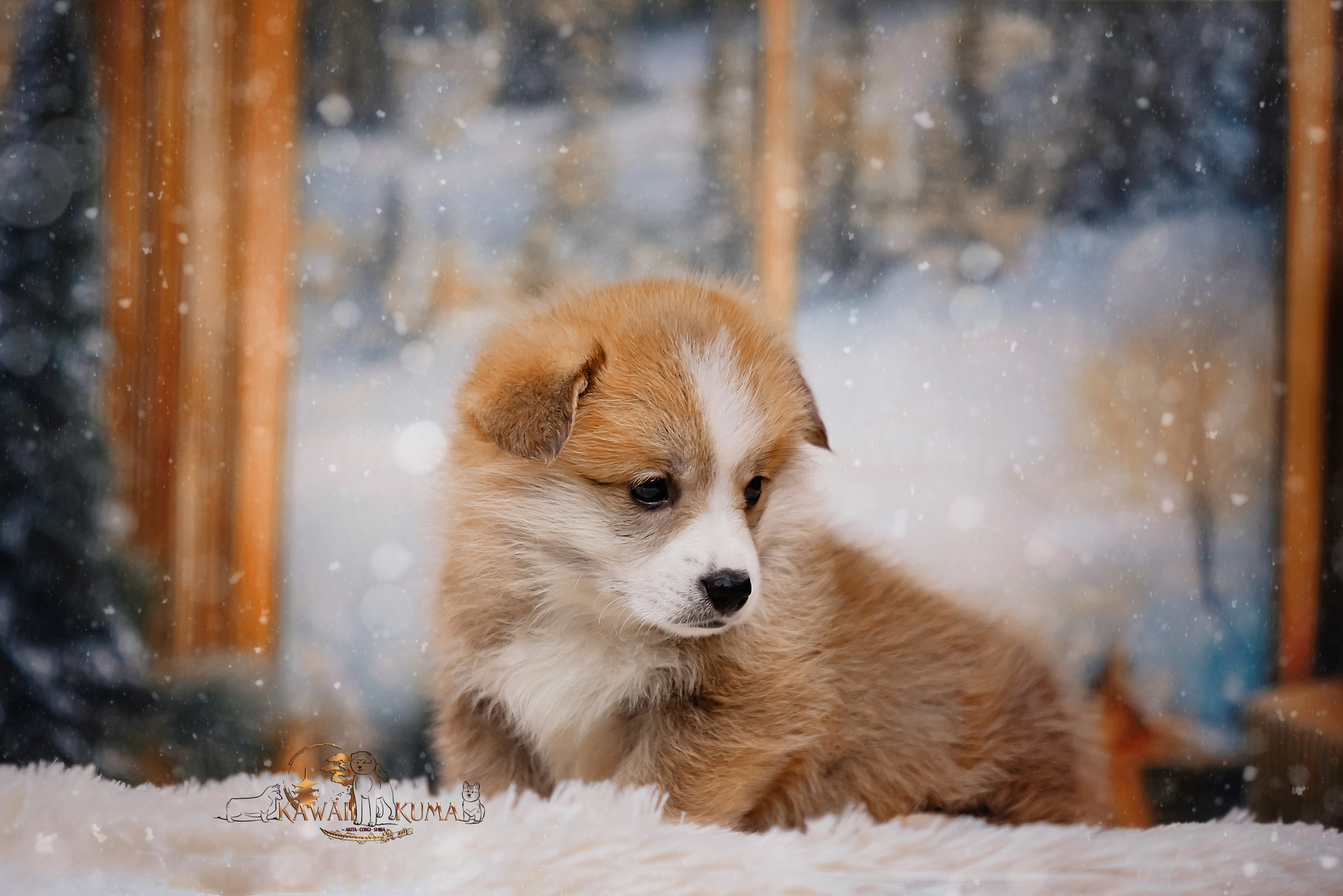 А — Кола и Цесей. Kawaii Kuma питомник собак пород Корги пемброк, Акита ину, Сиба