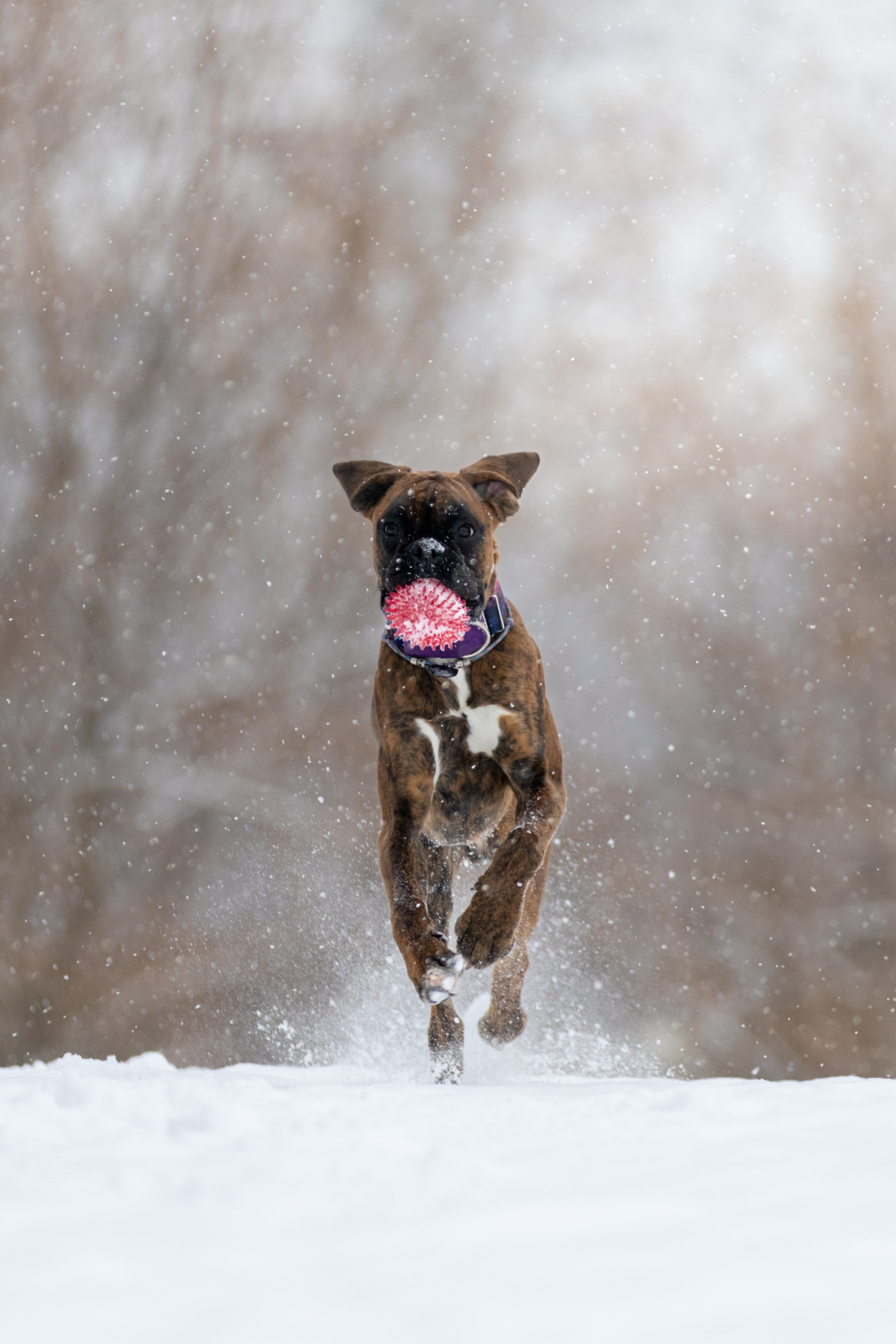 Прогулки. Фотограф — анималист в Москве и области Ольга Петракова
