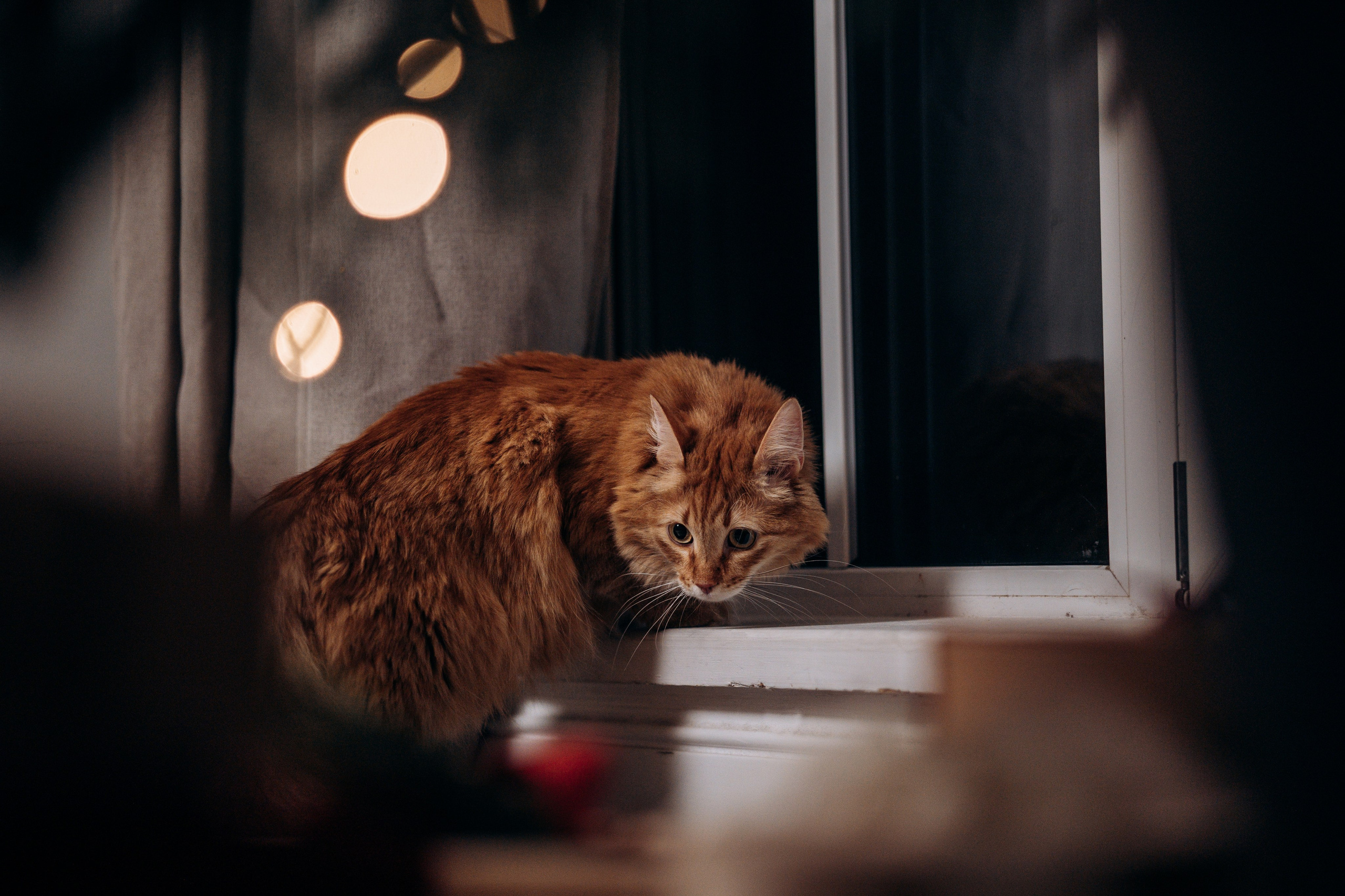 Эля и Франц. Фотограф — Анималист | Санкт-Петербург