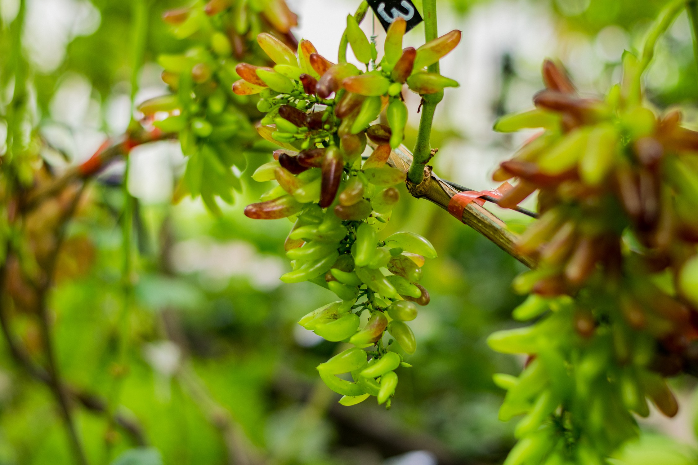 Антон Курдюмов фотограф в Хабаровске Рина Курдюмова фото27 foto27 Антон Дорофеев репортажный репортаж документалист Тони и Рина фотосоздатели Виноградники Хехцир 2024 Хабаровск виноград дикий фермер фермерство дачный сезон