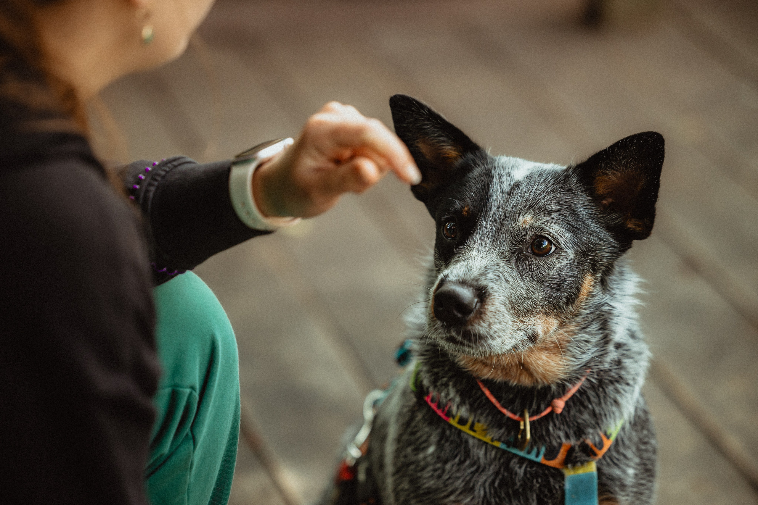 Выездной дог-тренинг от школы «Шерсть имею»